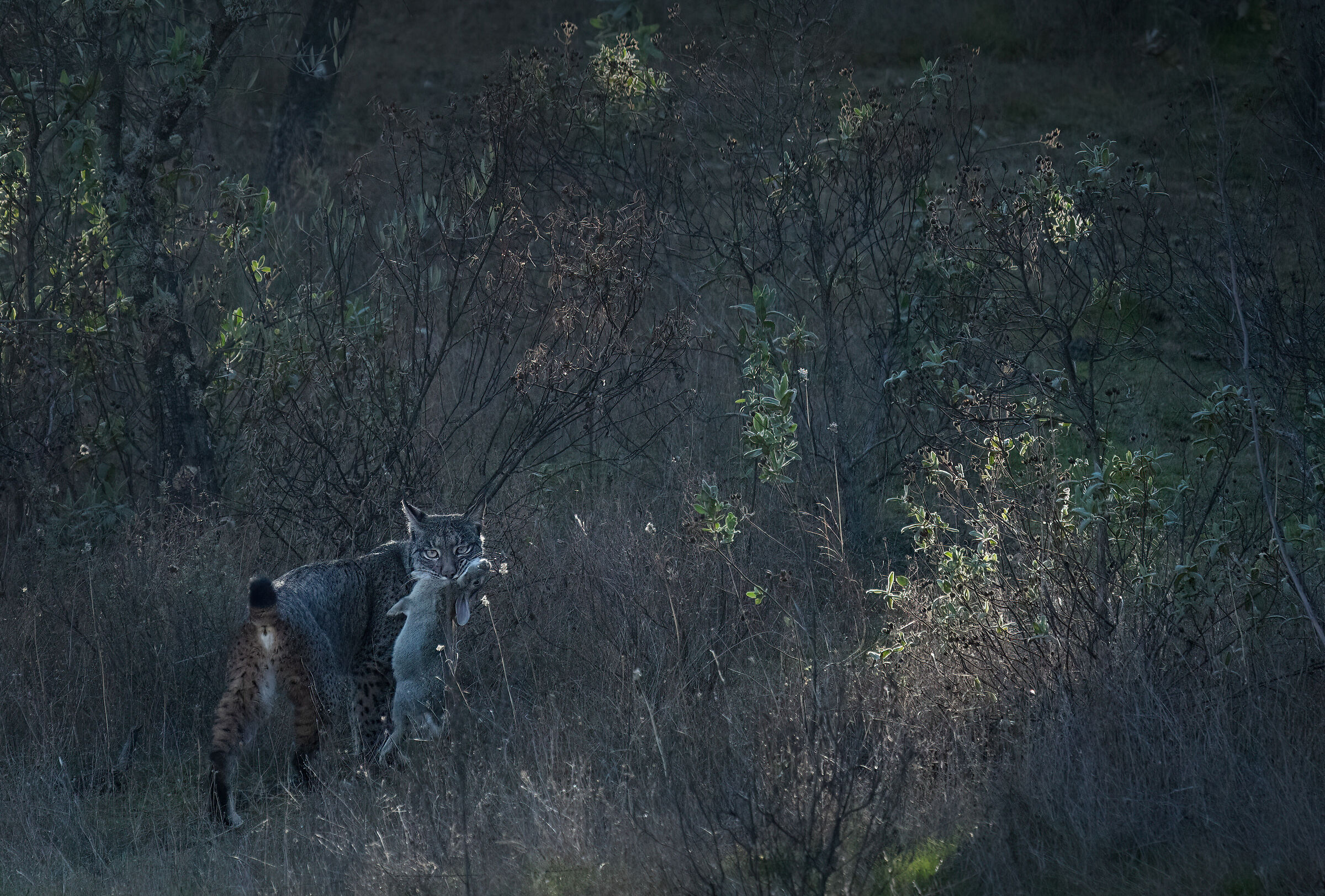Iberian lynx with prey