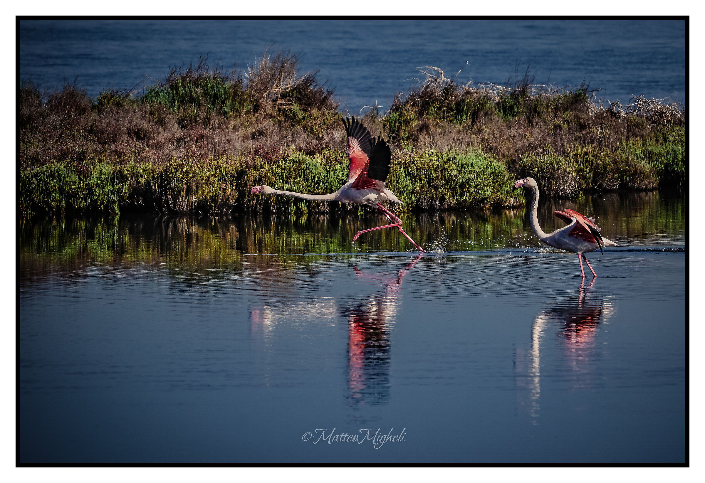 Flamingos