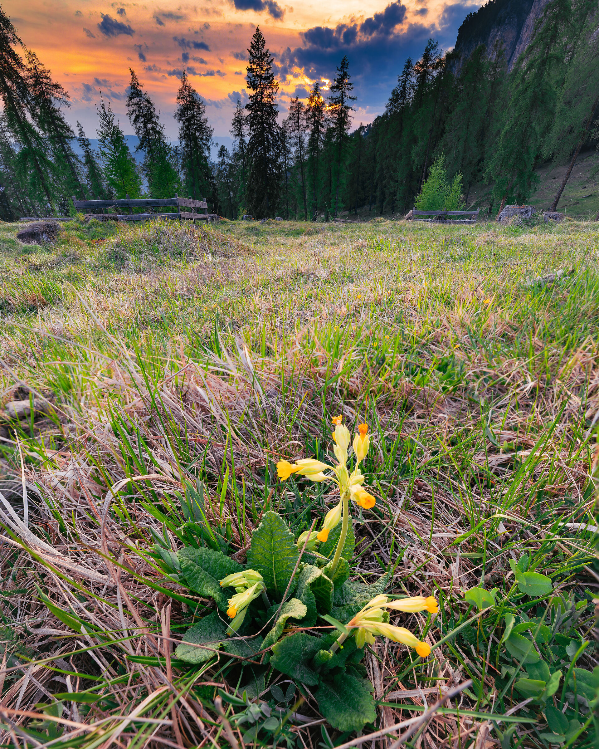 The Last Golden Ray