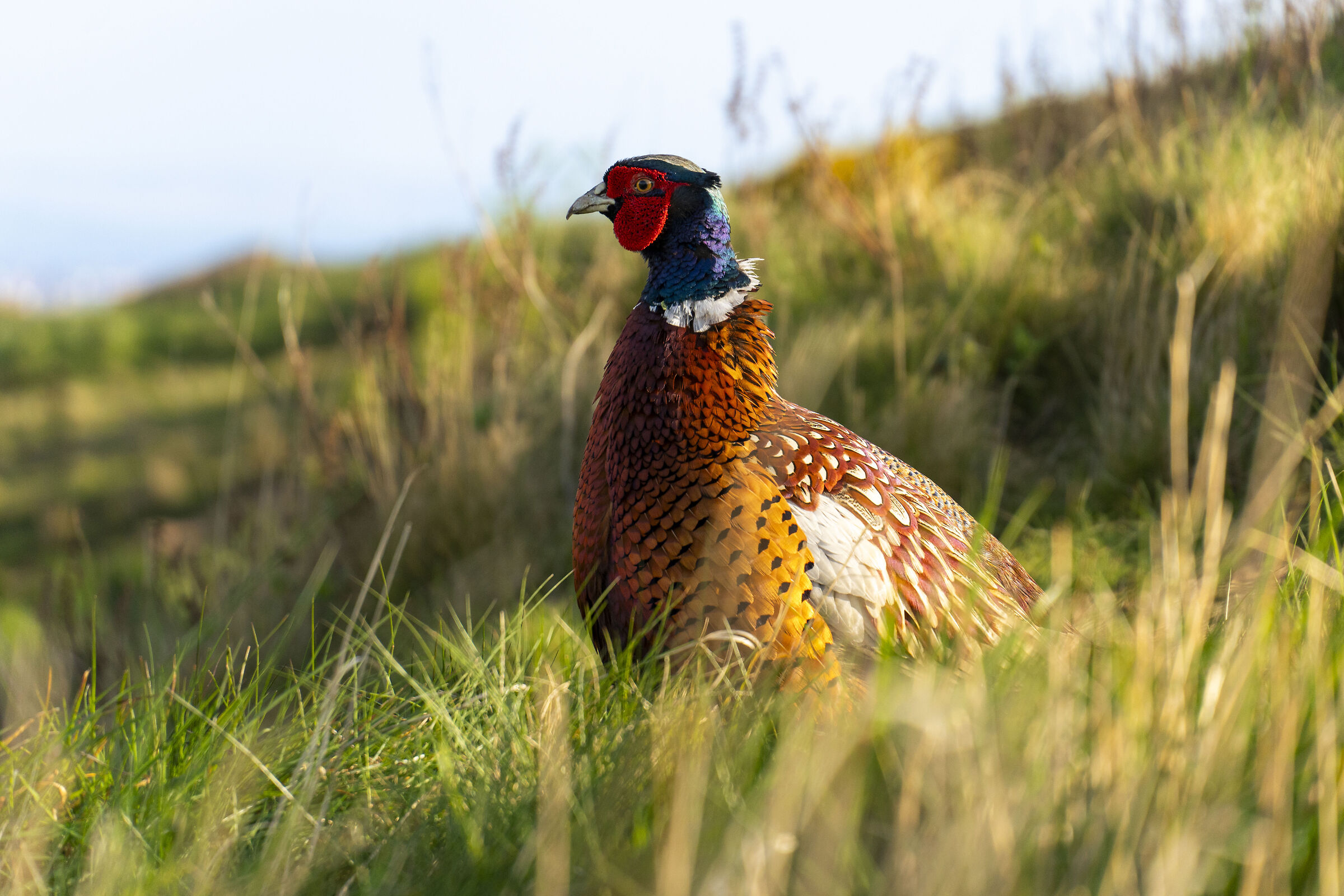 Pheasant in Scotland