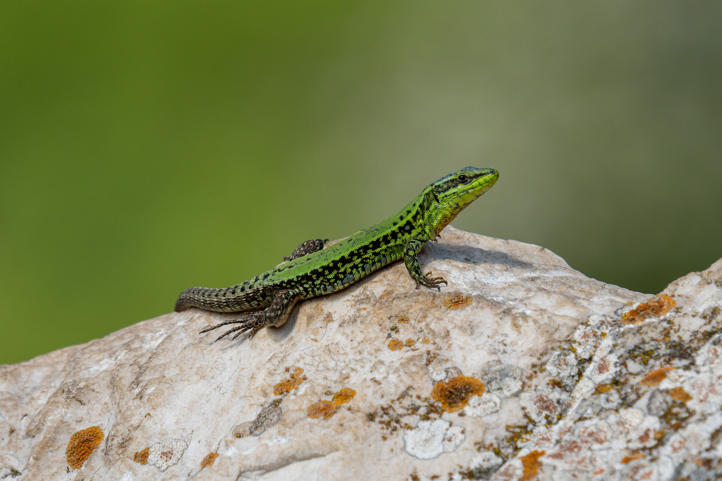 Podarcis waglerianus