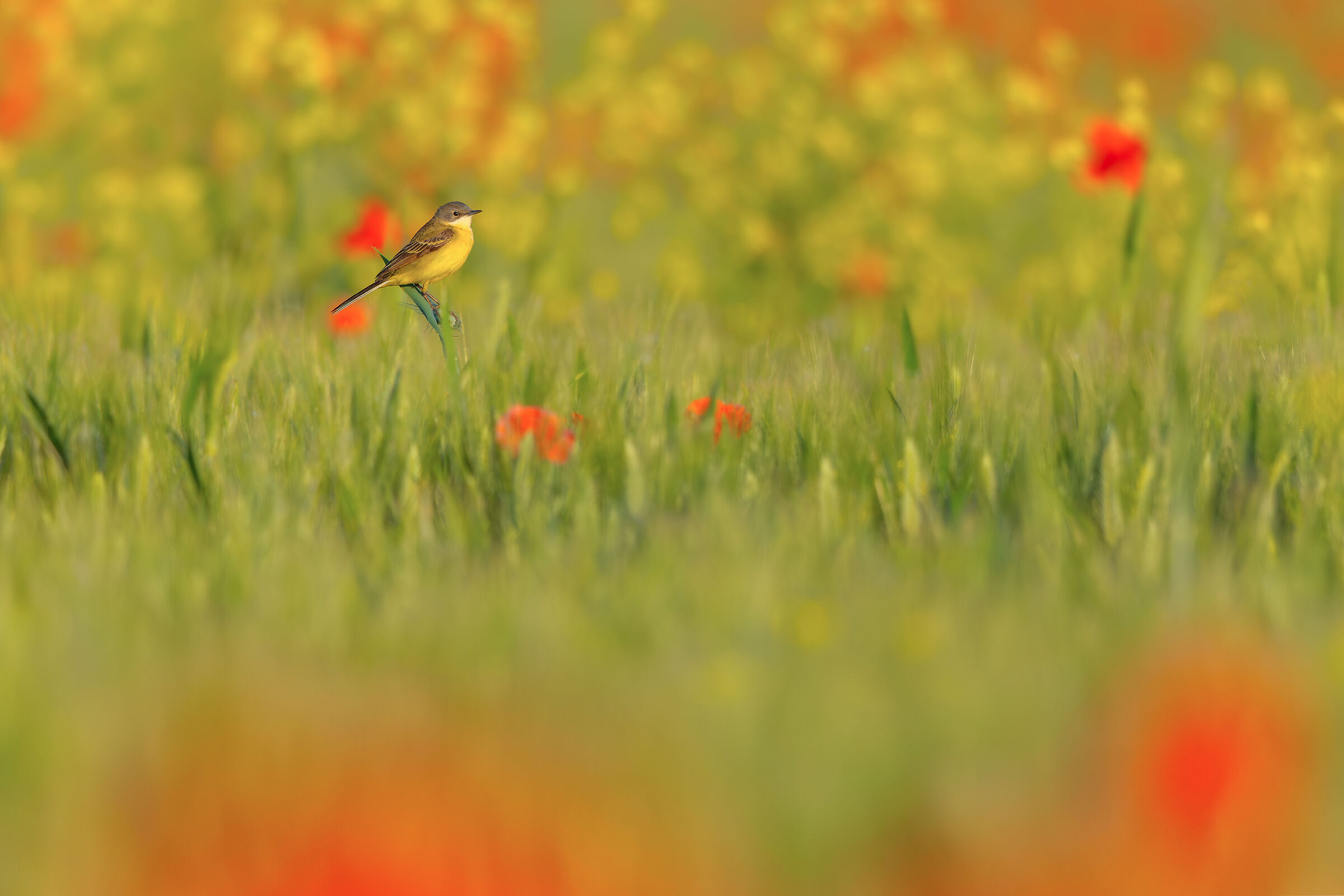 In un mare di primavera