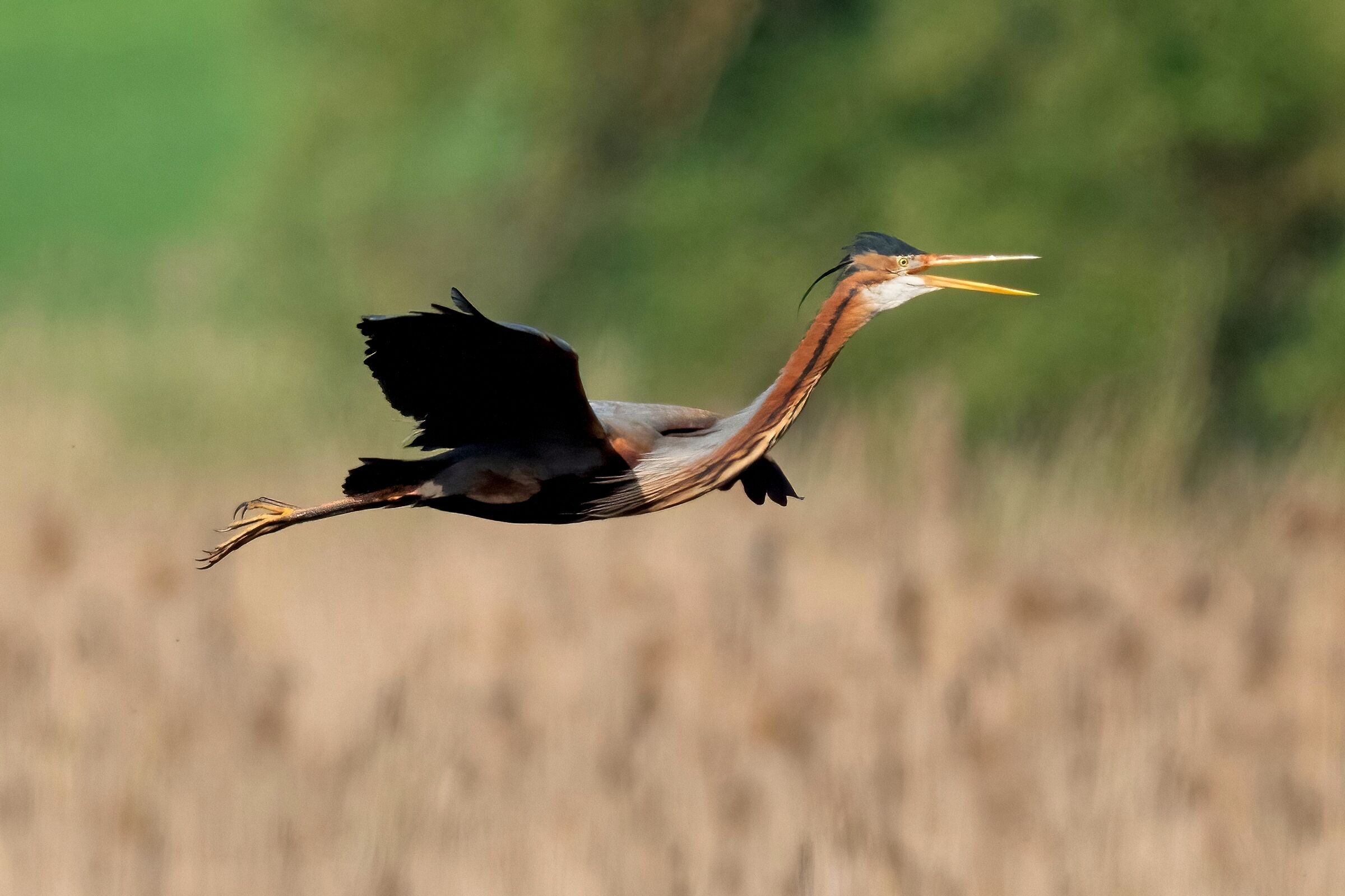 Purple heron (Ardea purpurea)