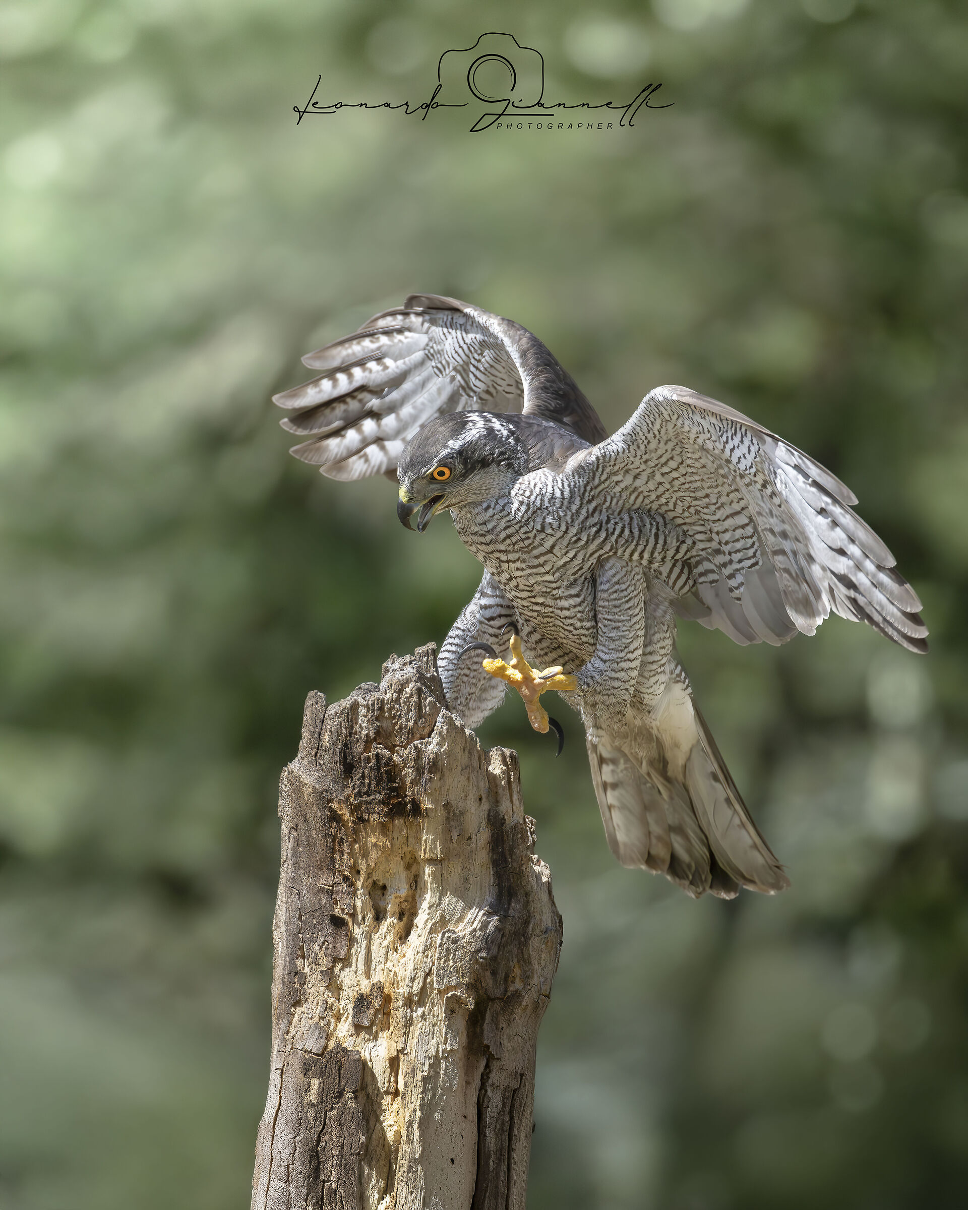 Astore (Acciper gentilis)