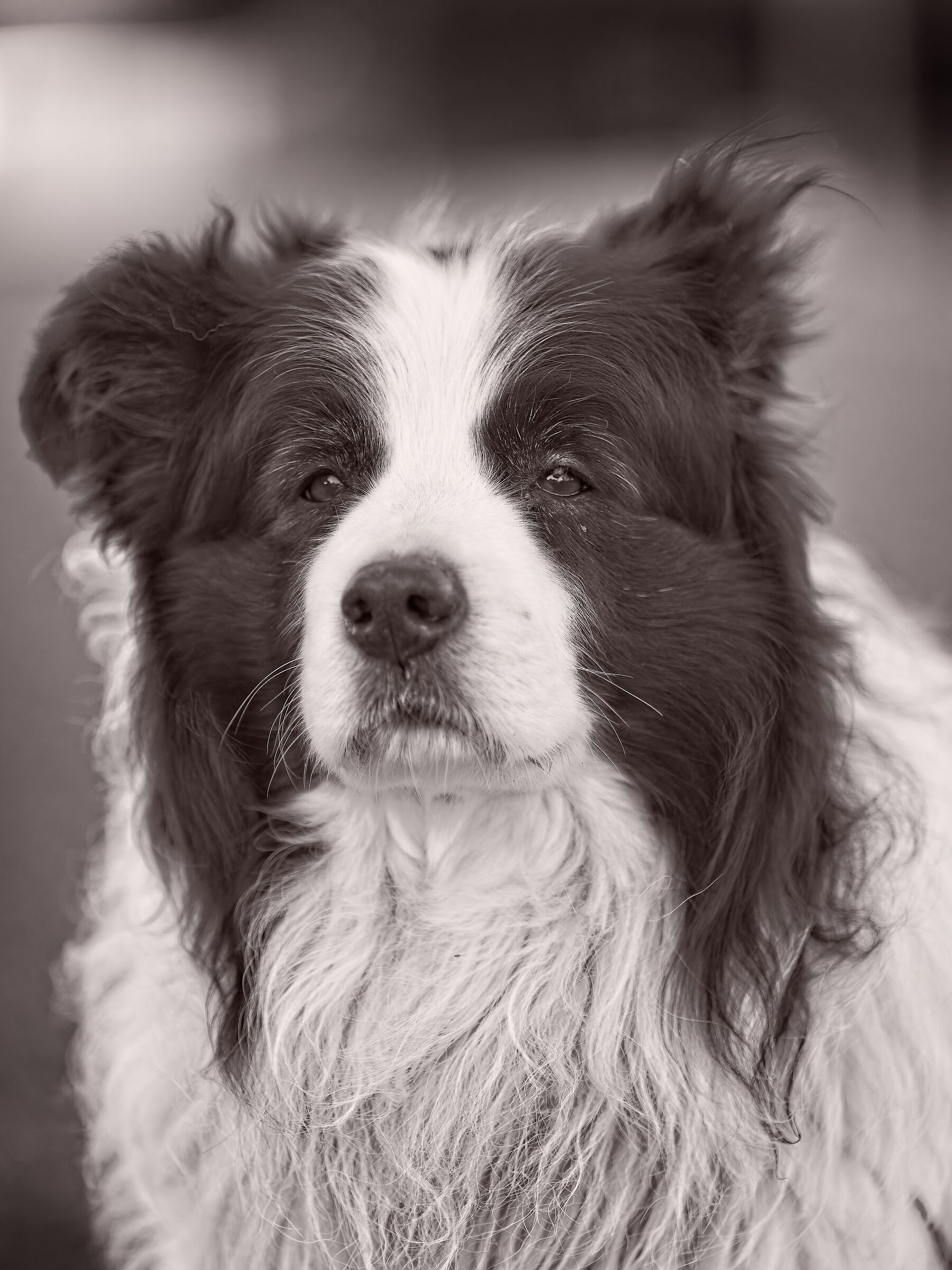 My fluffy beast