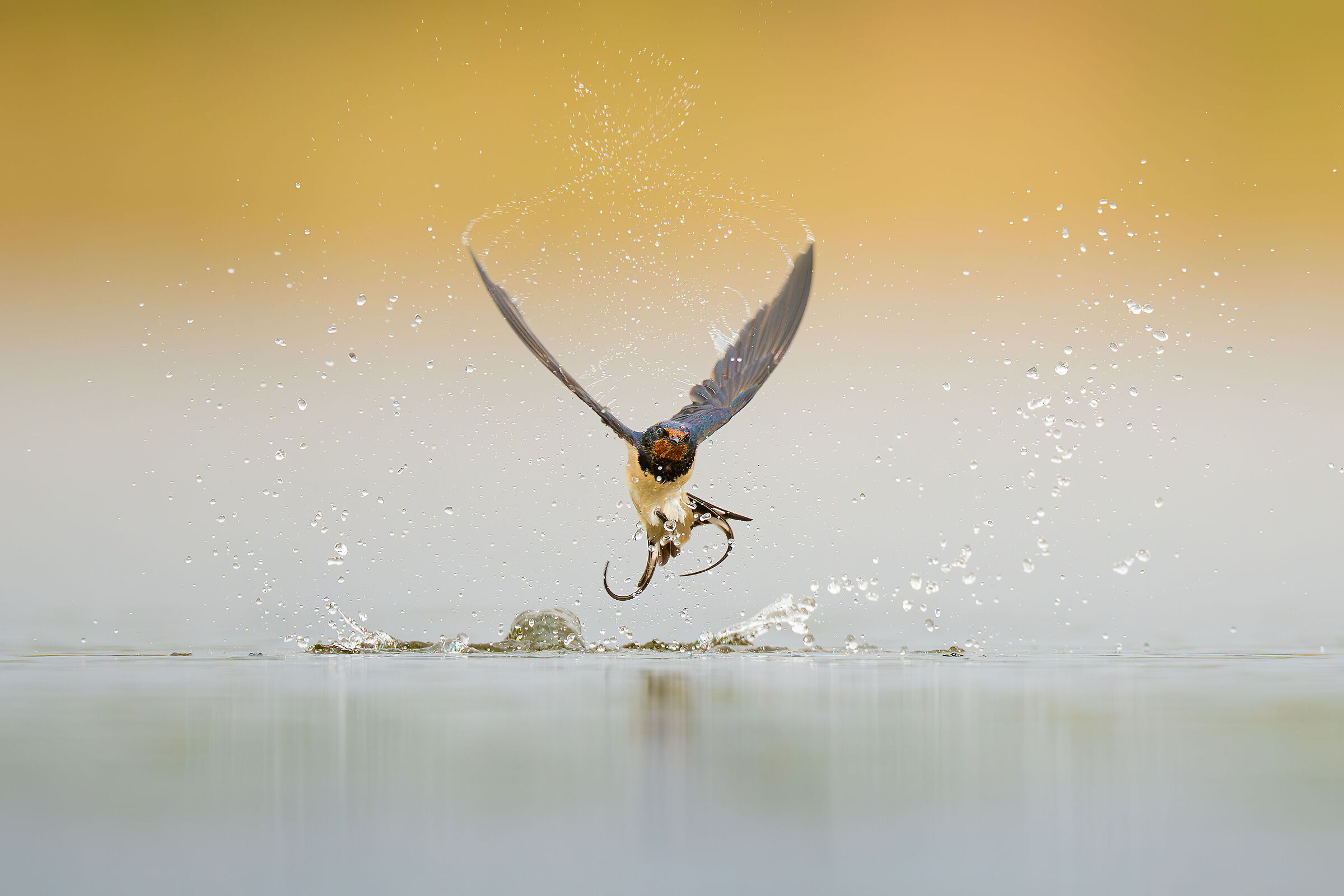Common Swallow 2