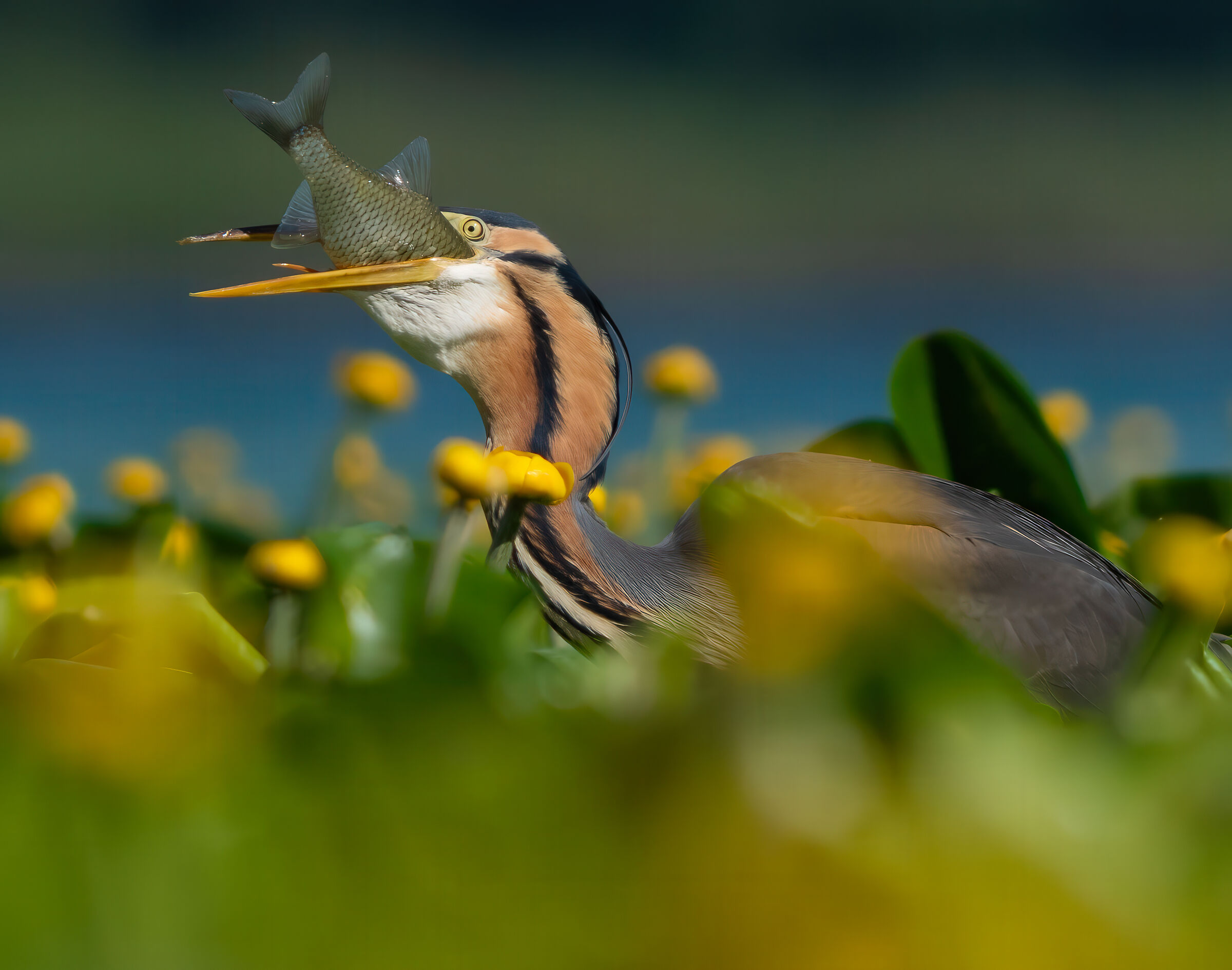Purple heron predation