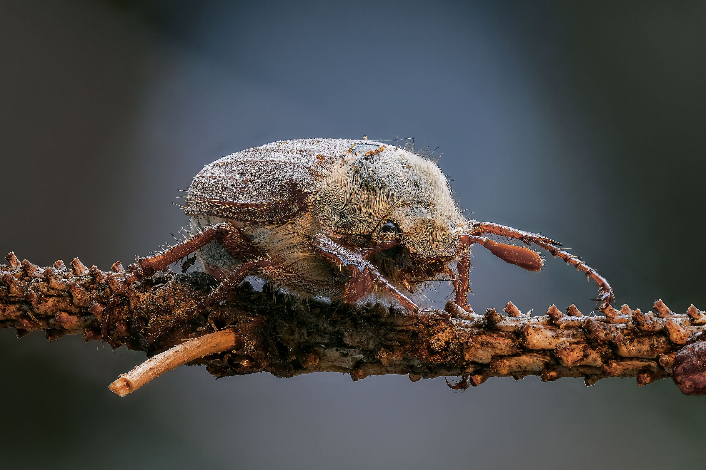 Melolontha hippocastani