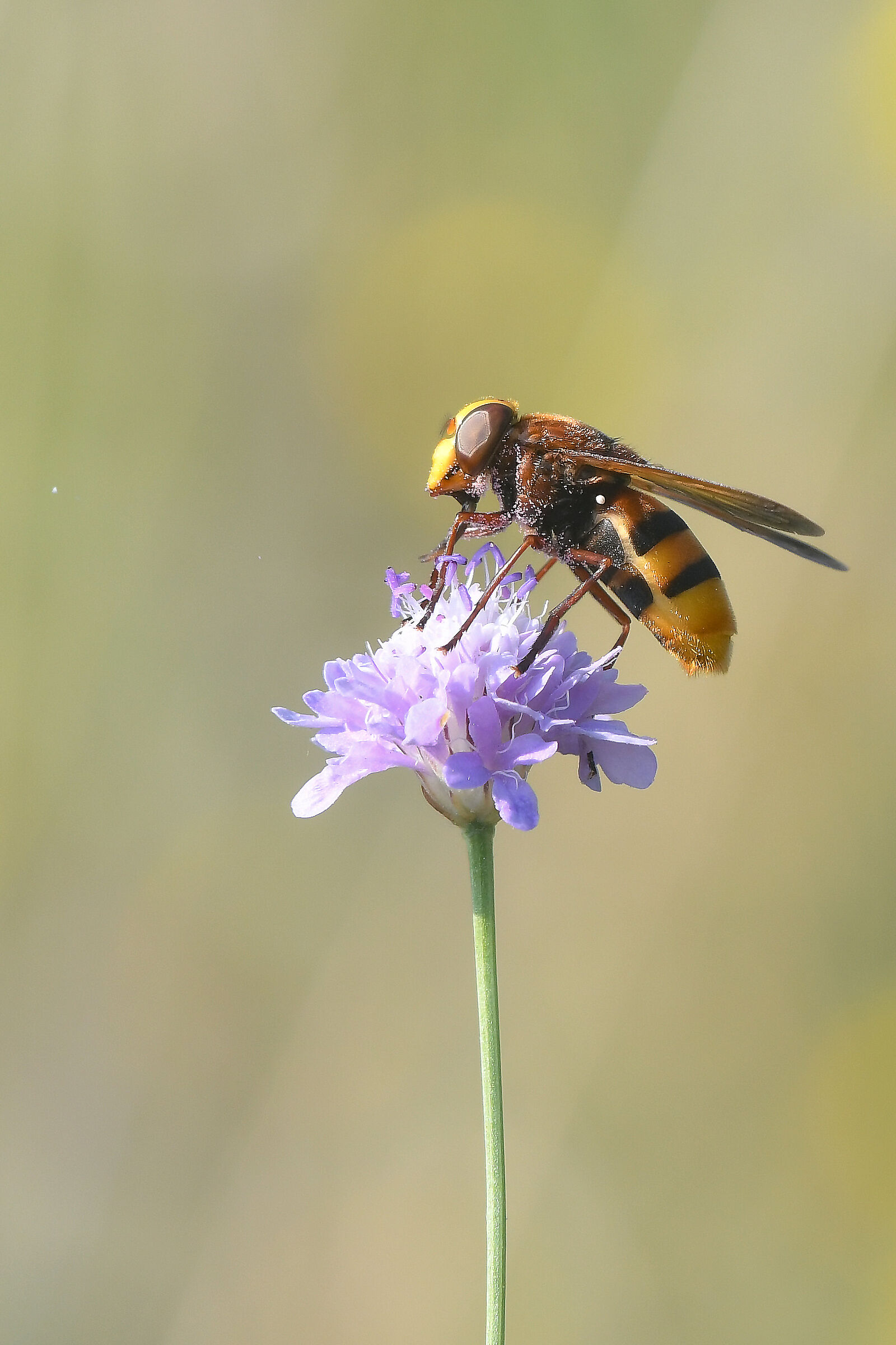 Volucella zonaria