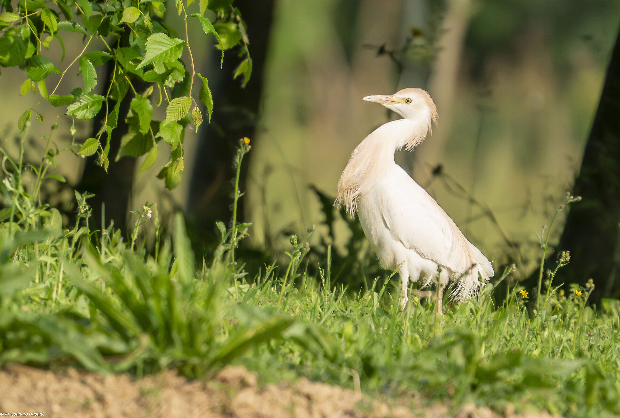 Cattle egret a bit narcissistic