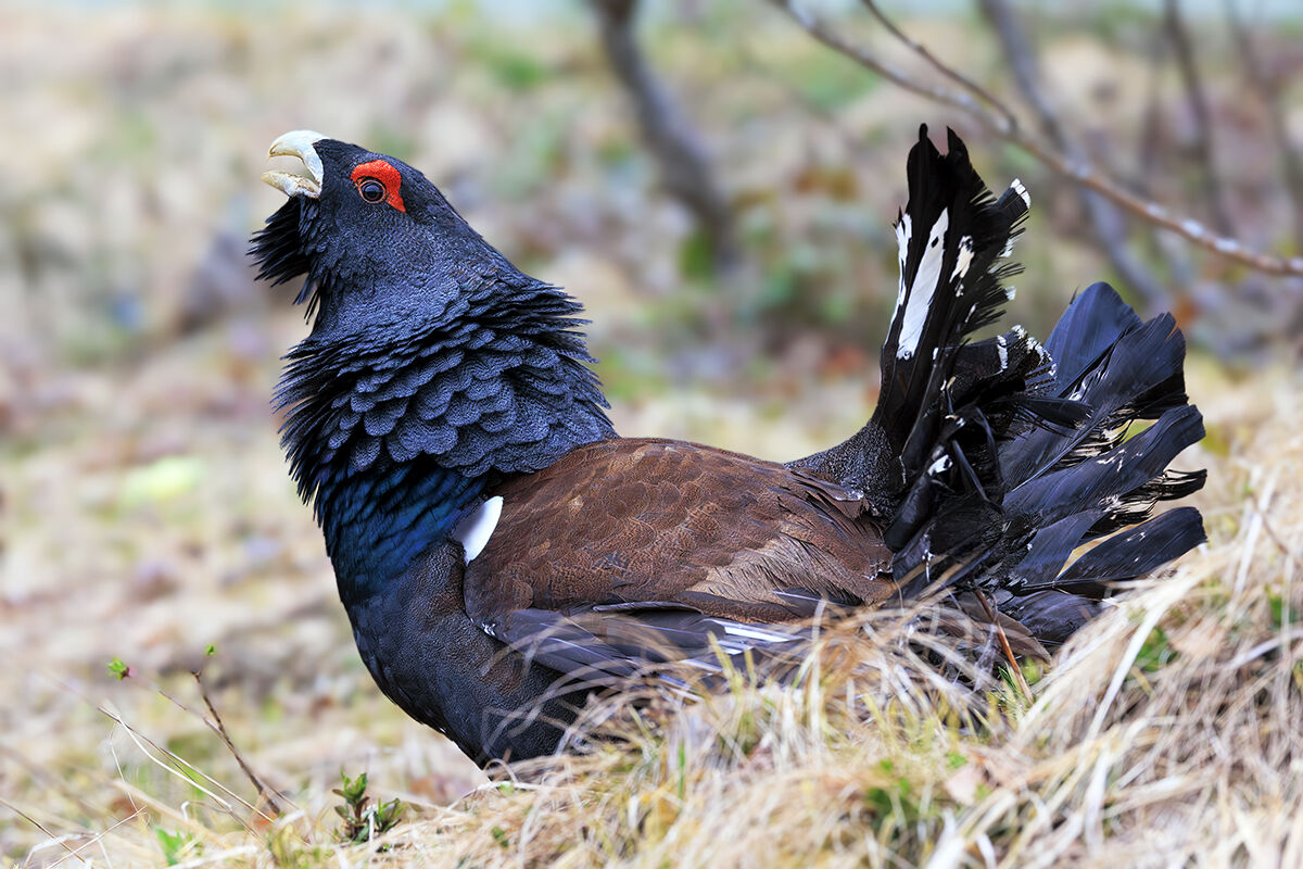 Capercaillie