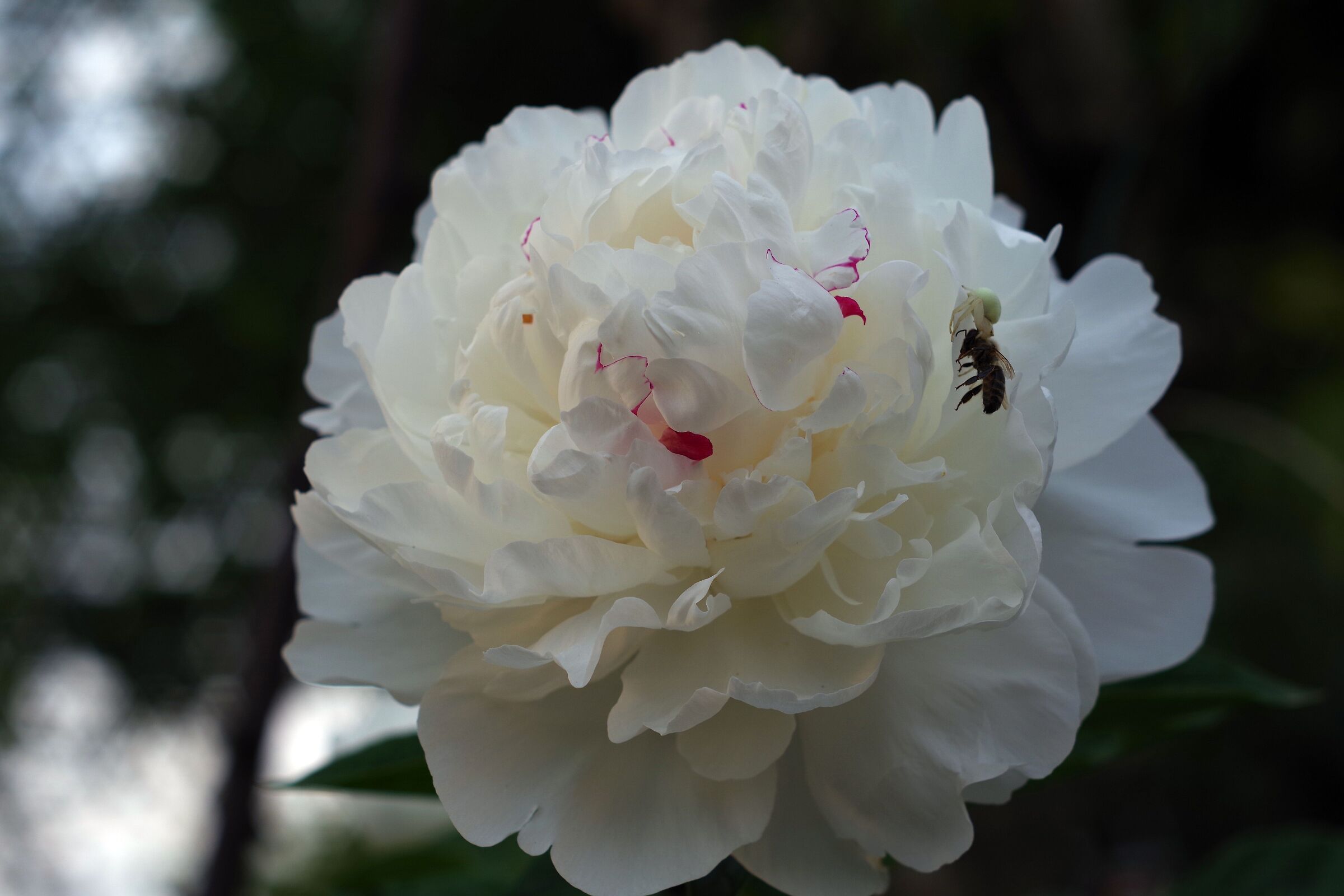 Peonia Bianca con trappola -1-