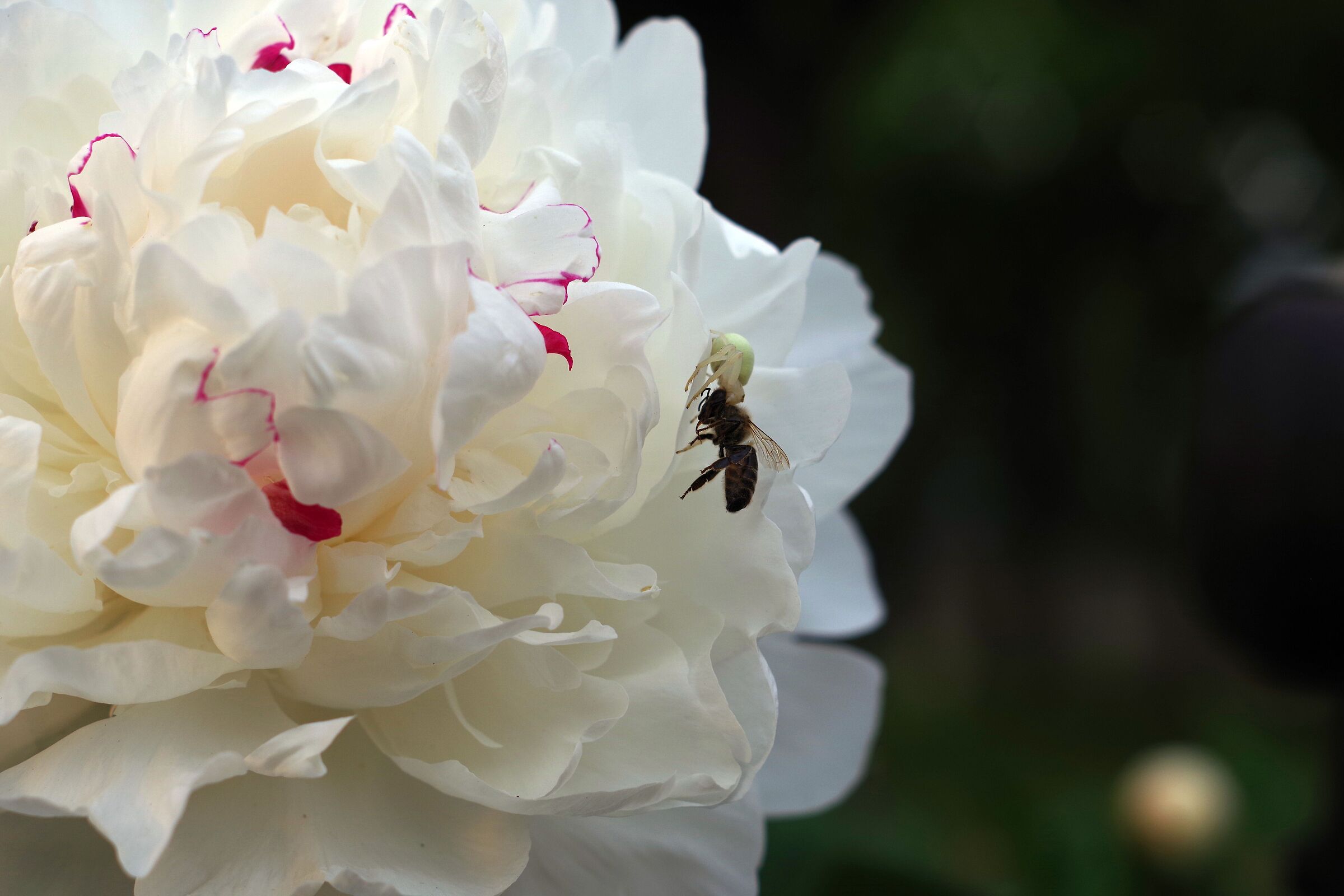 Peonia Bianca con trappola -2-