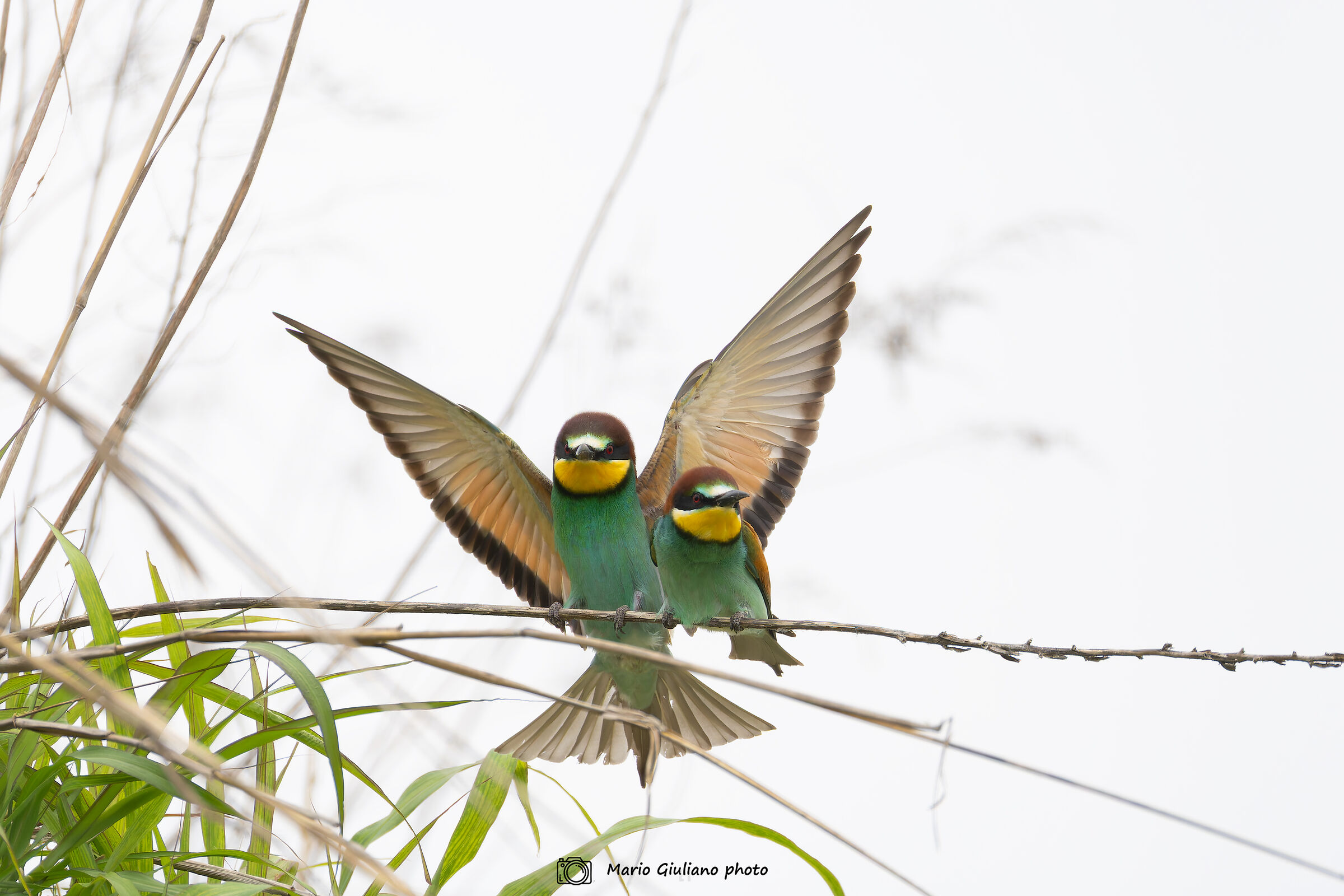 Bee-eater