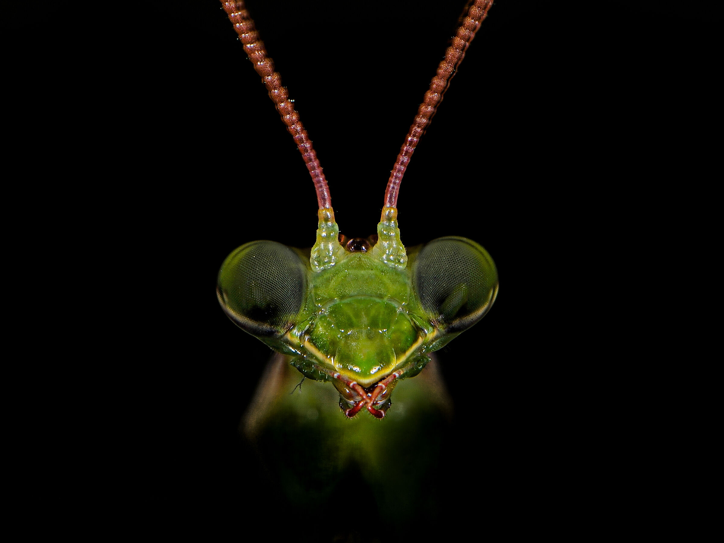 praying mantis