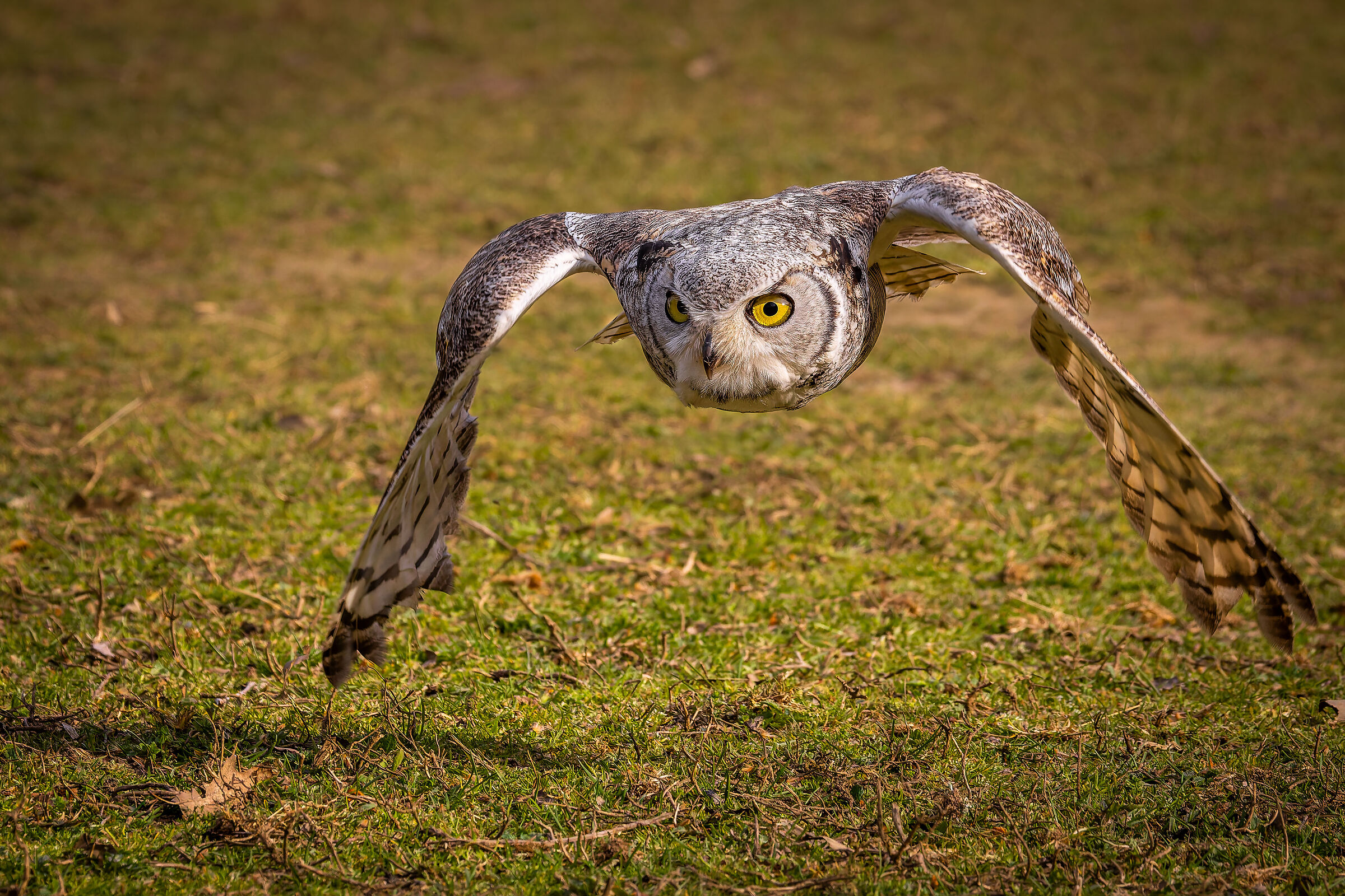 Virginian Eagle Owl