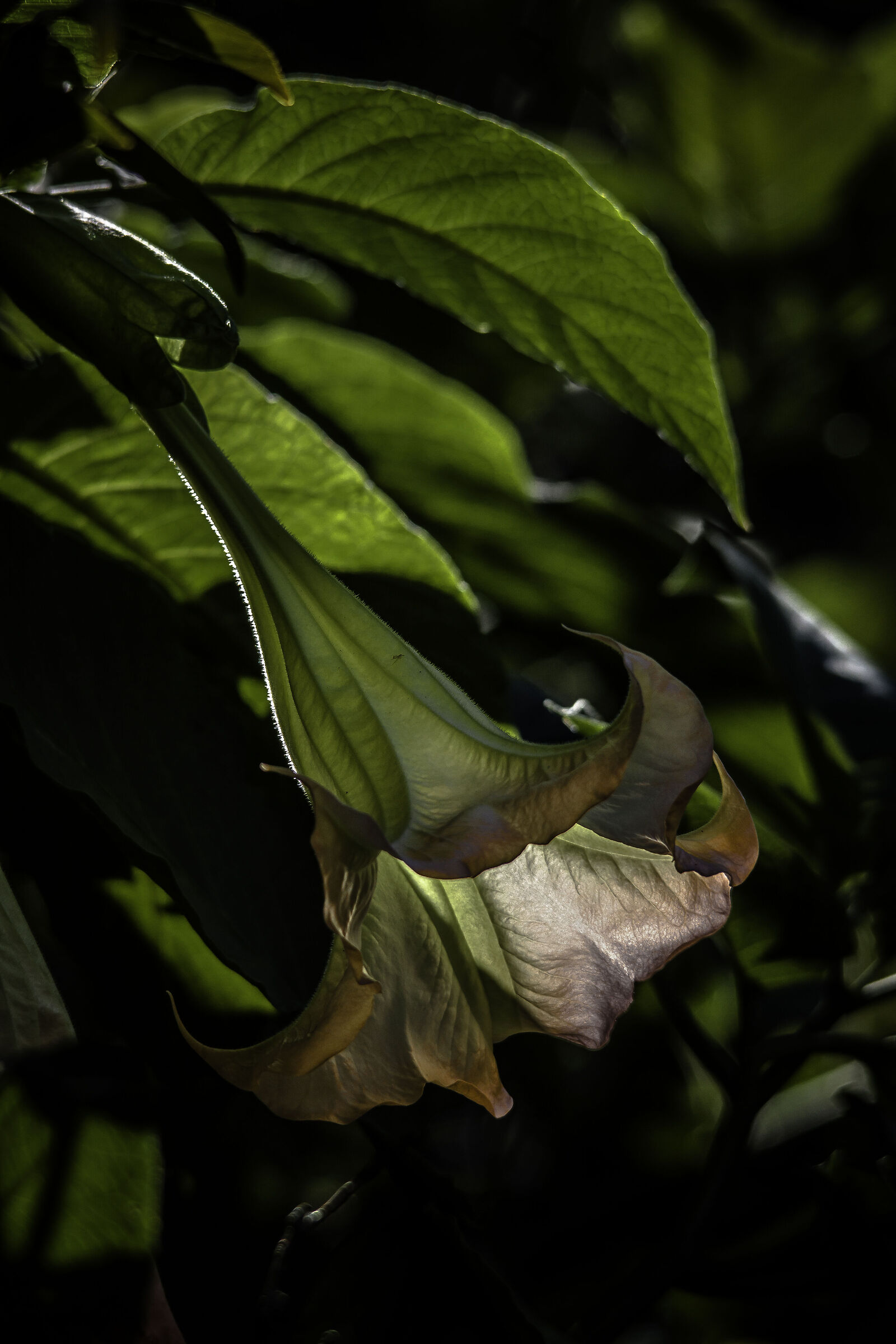 Datura