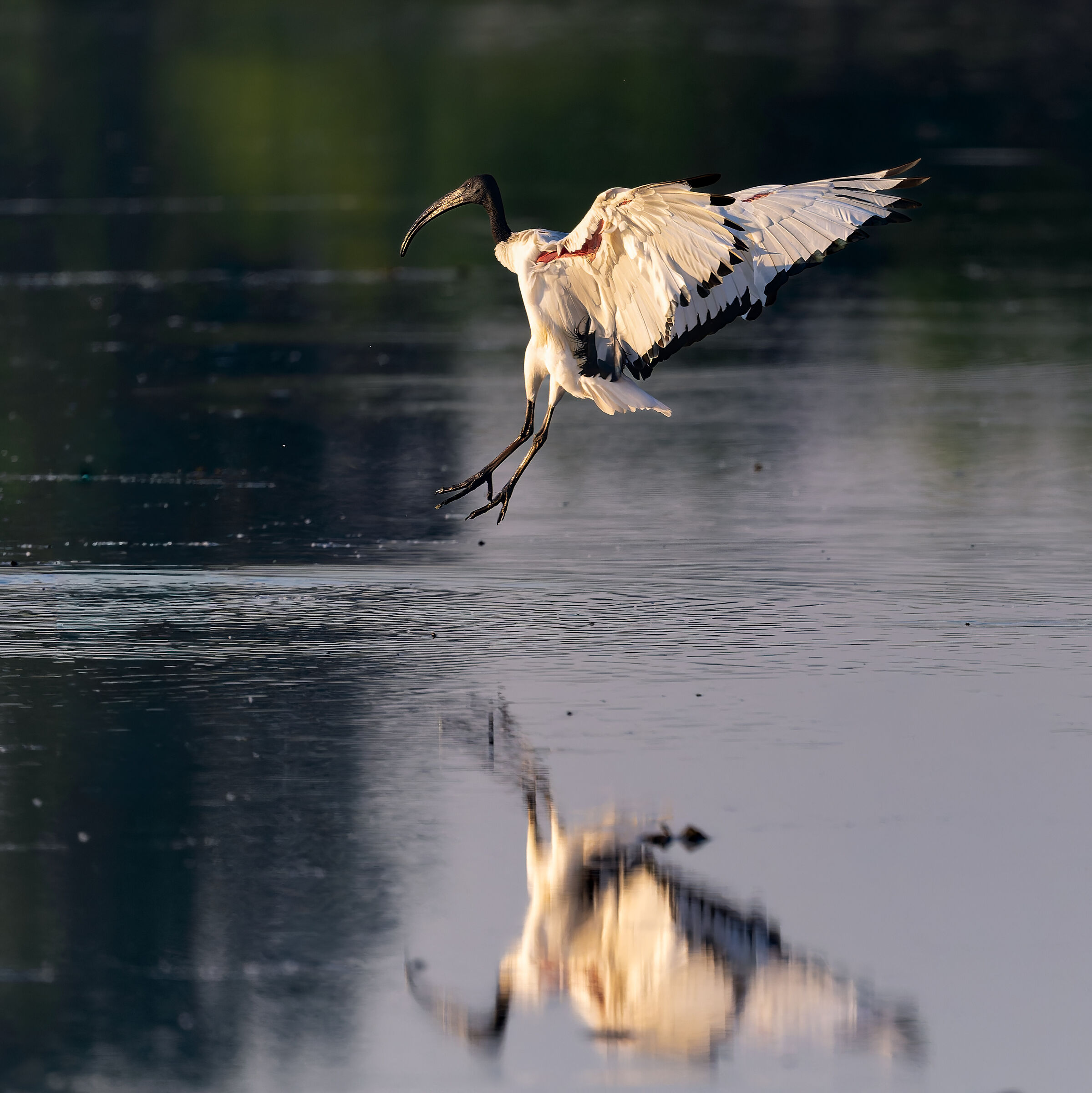 ibis Sacro - Vercelli rice fields - Piedmont