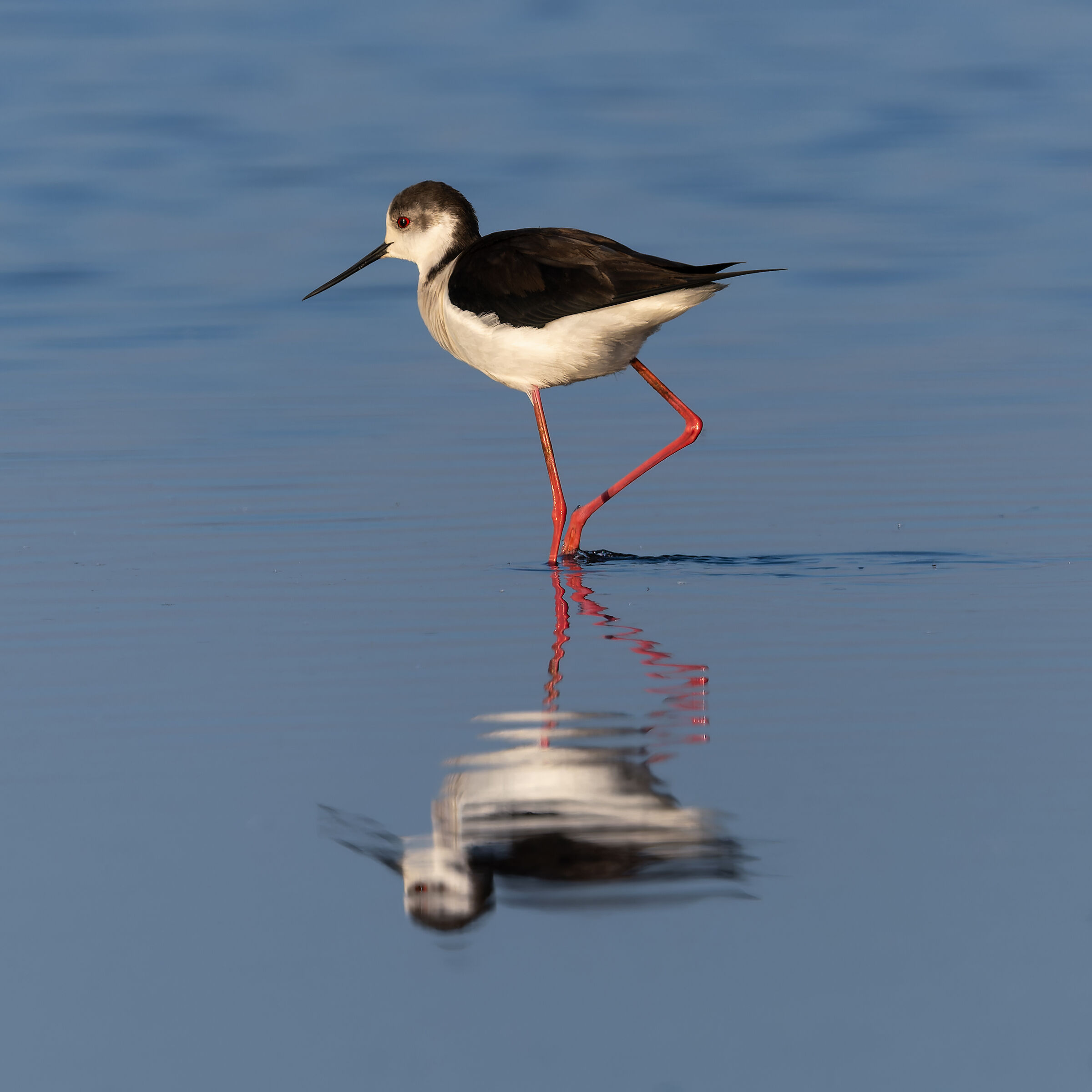 Black-winged Stilt