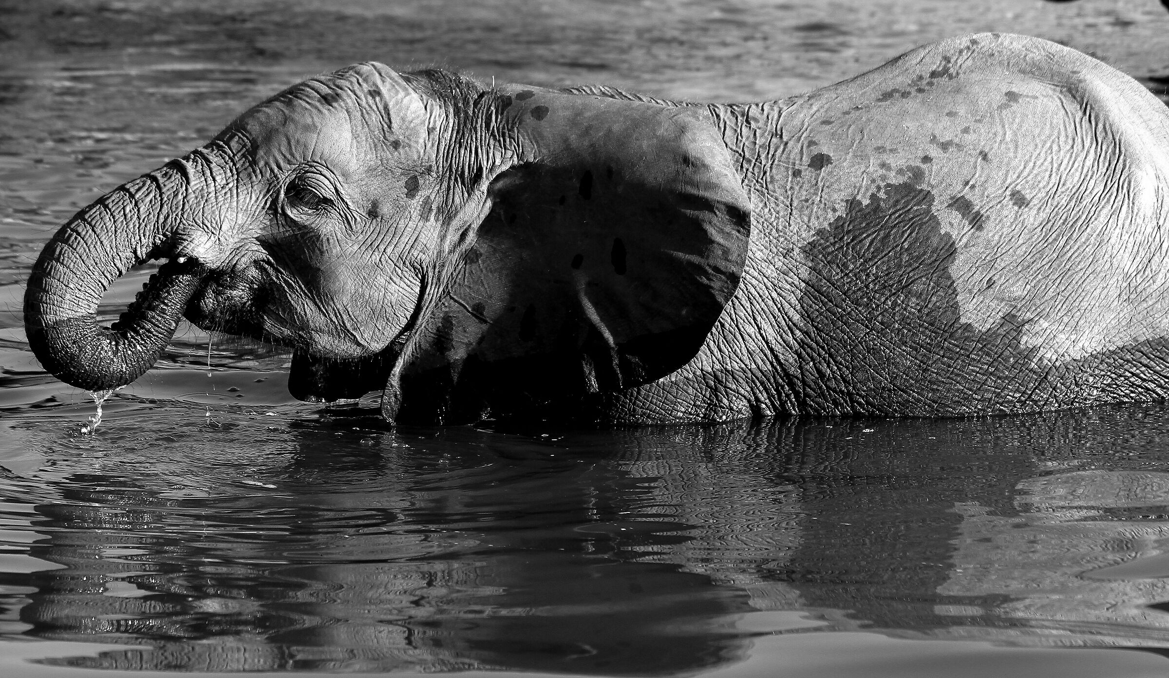 Piccolo , Chobe