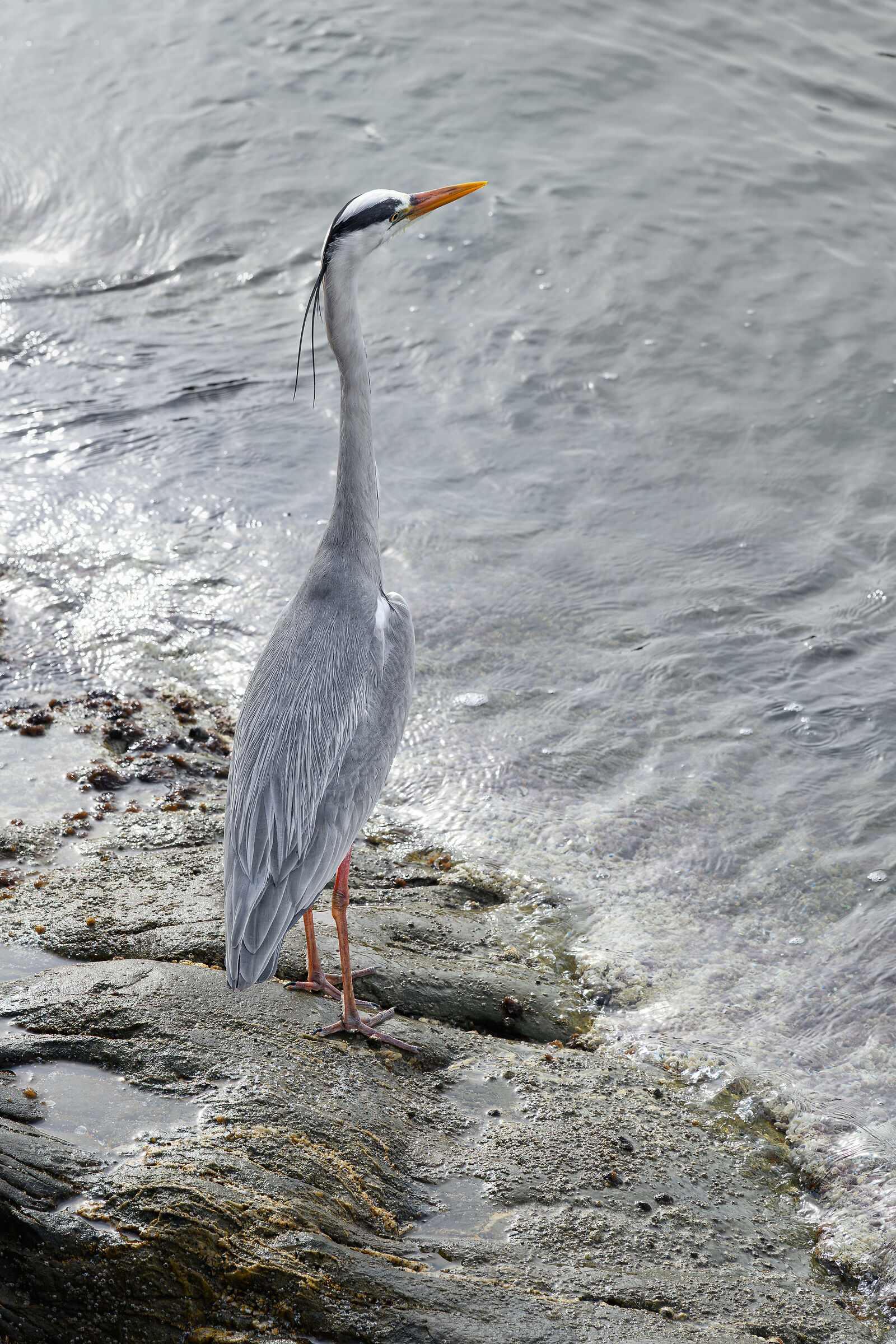 Grey heron on the cliffs of Sestri Levante (GE)