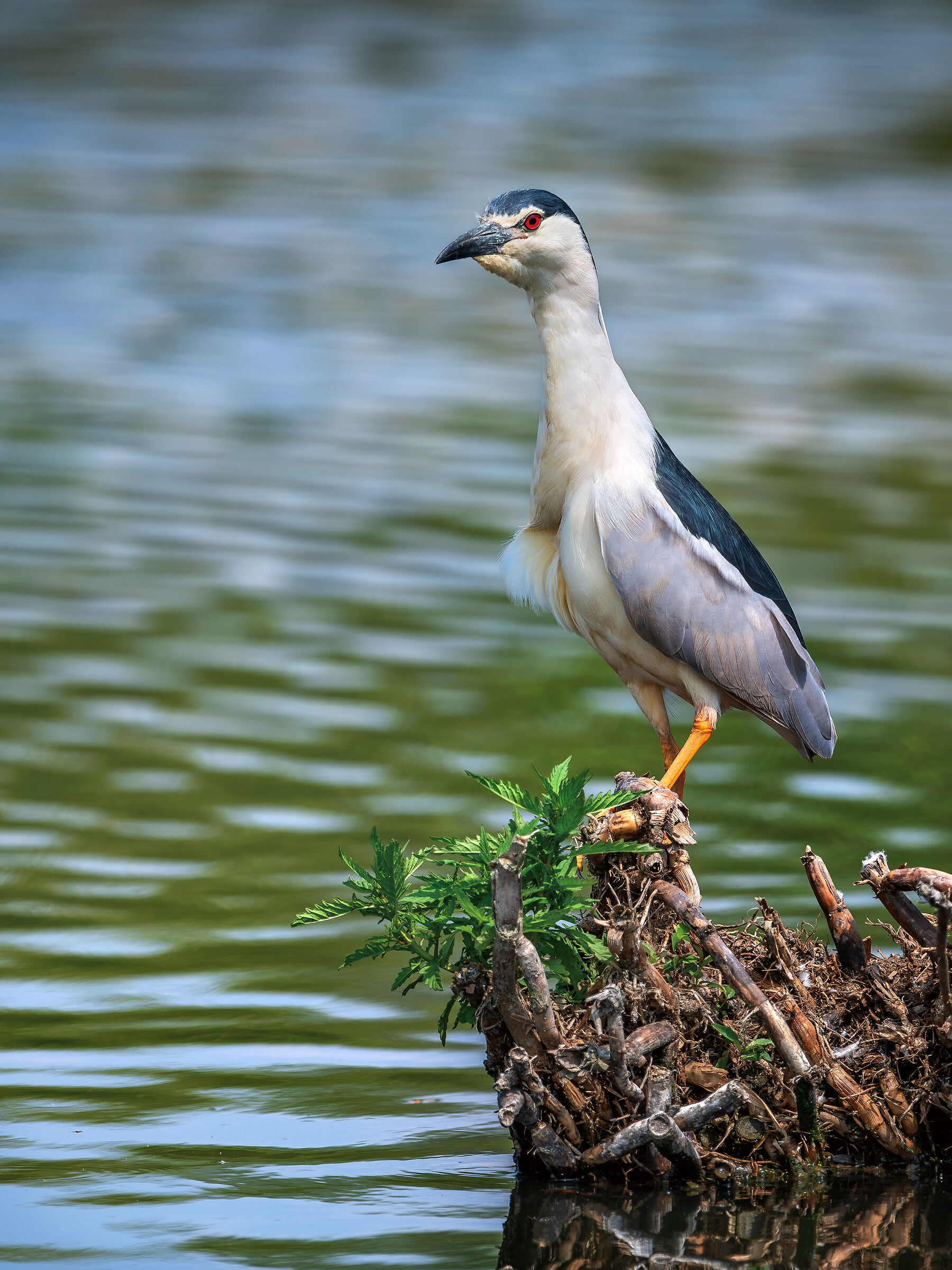 Night Heron