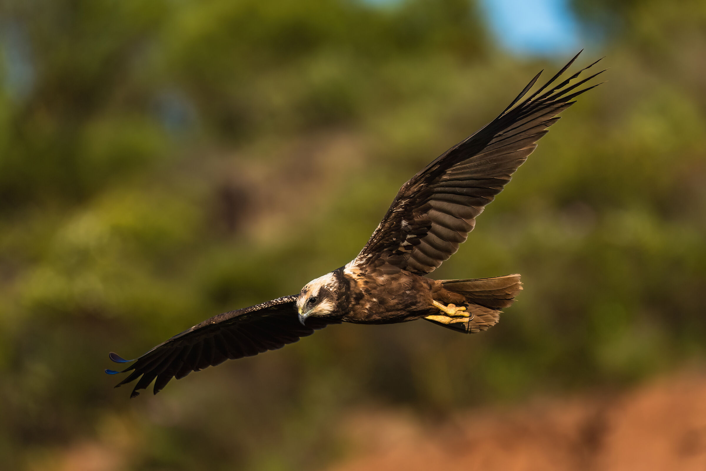 Marsh Harrier