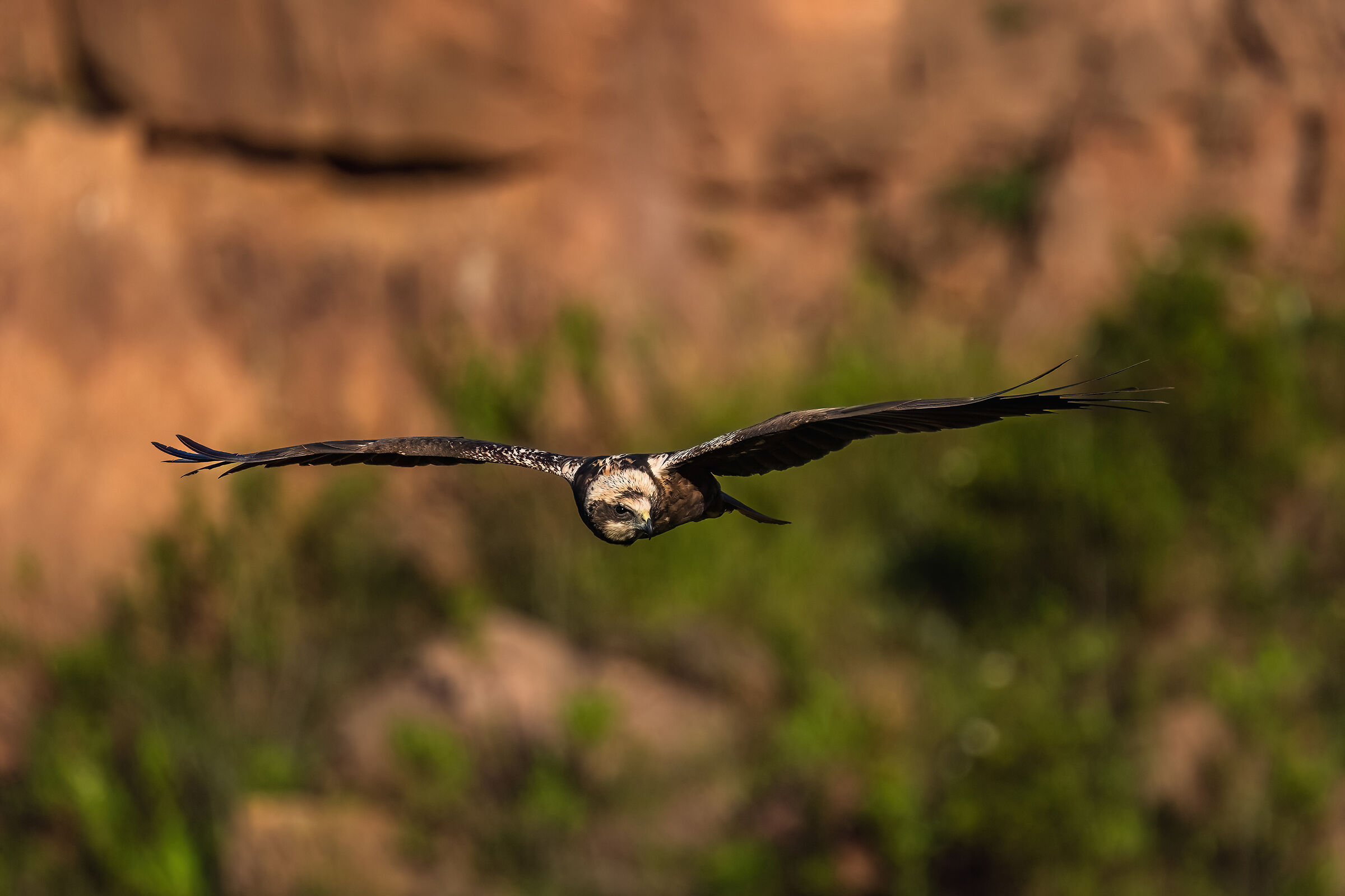 Marsh Harrier