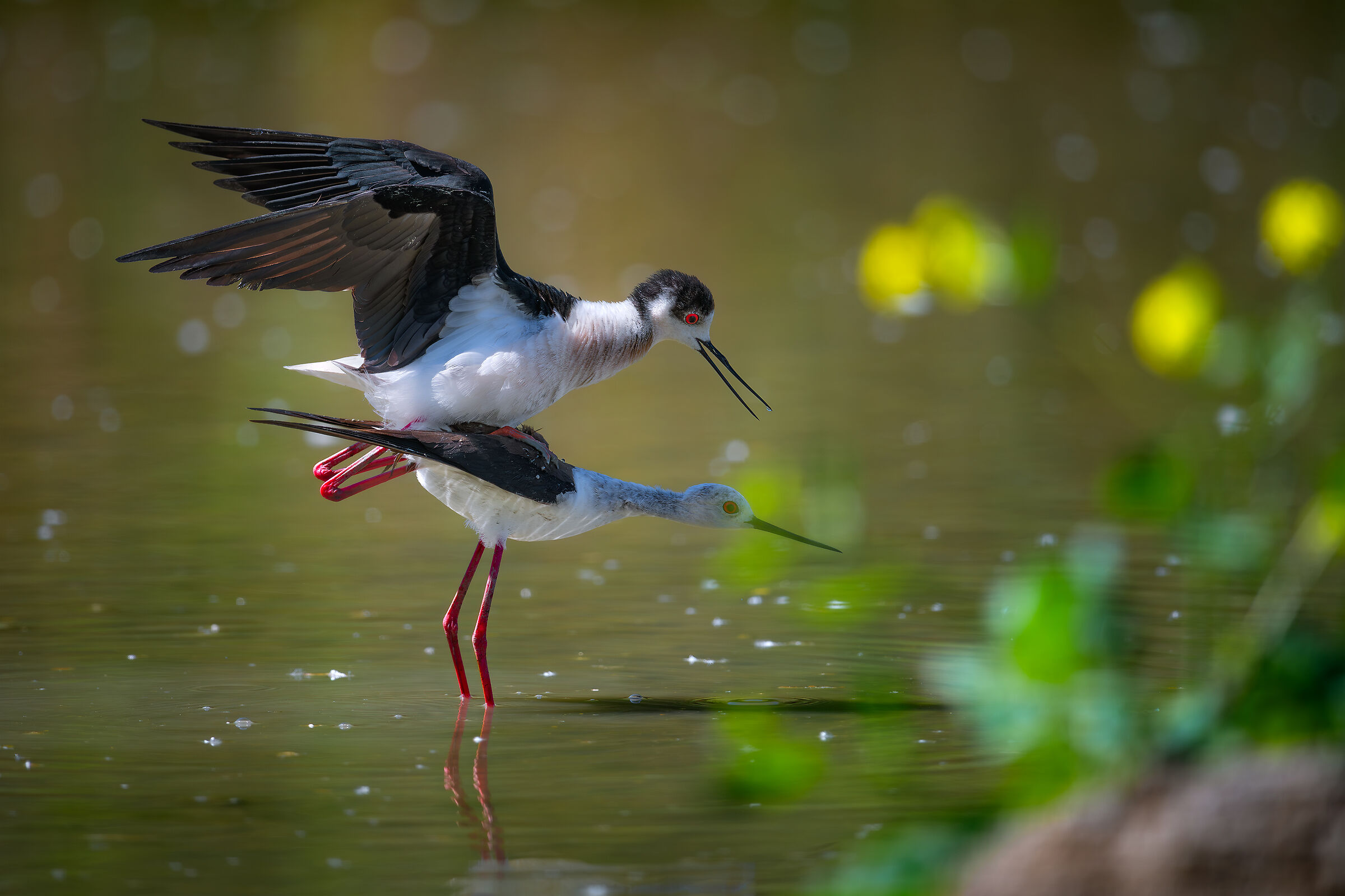 Black-winged Stilt
