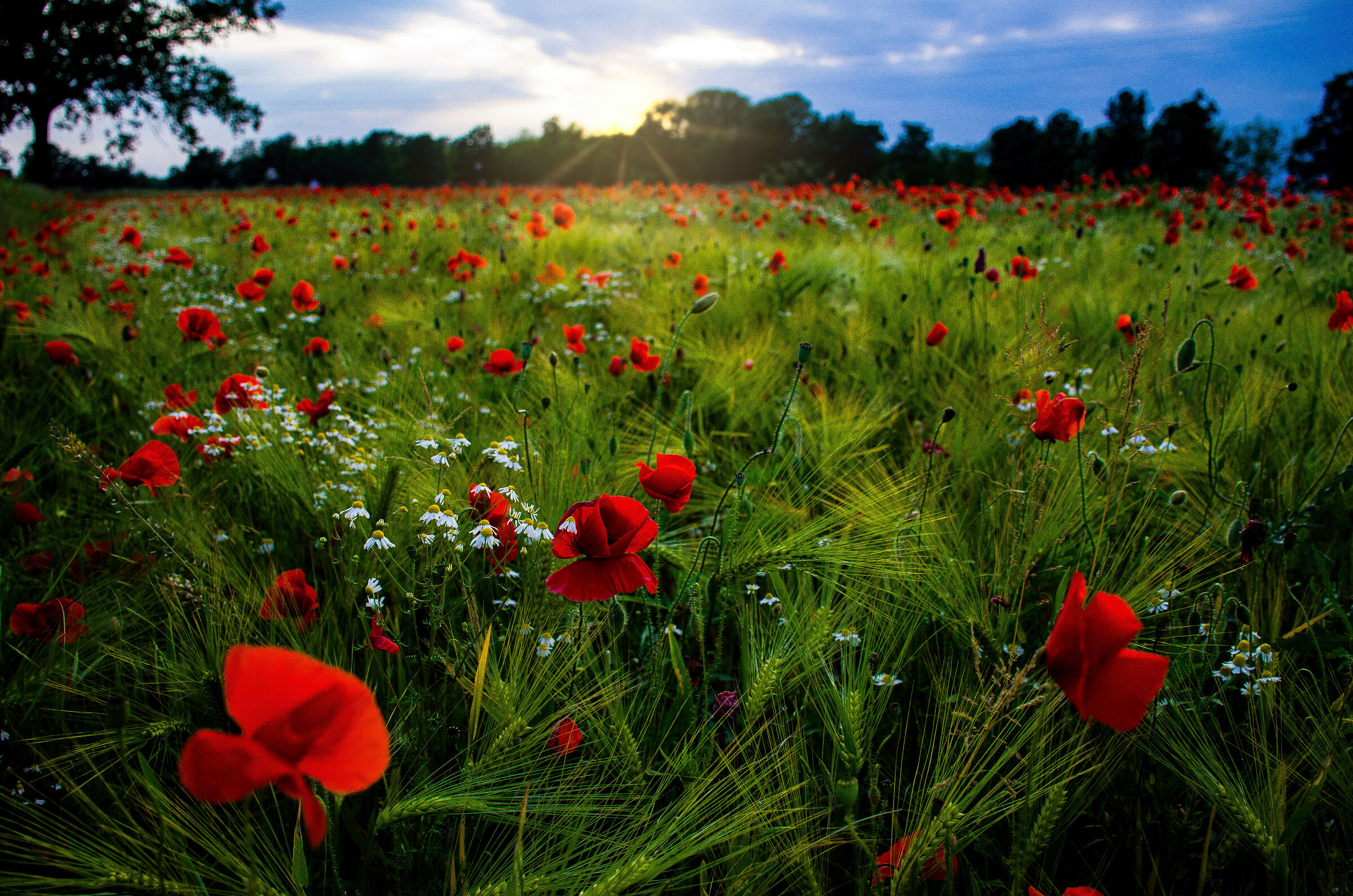 Campo di papaveri al tramonto