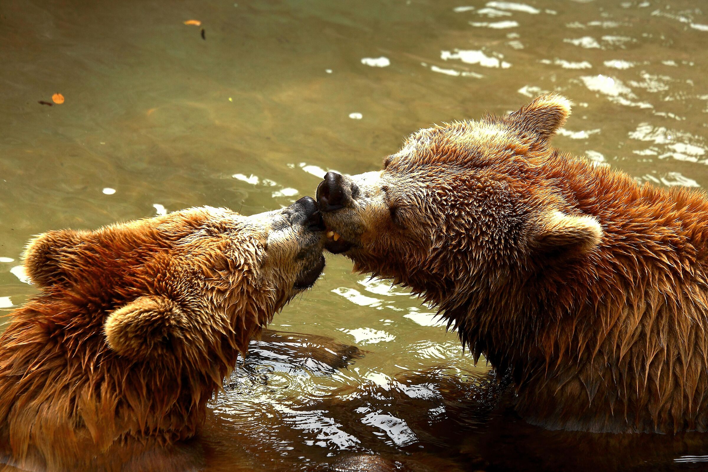Amore a prima vista il primo bacio