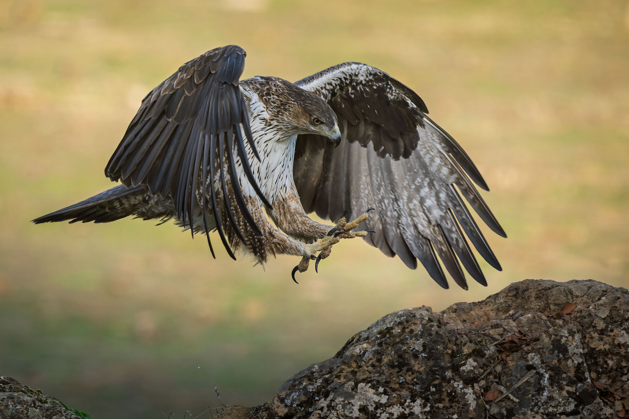 Bonelli
