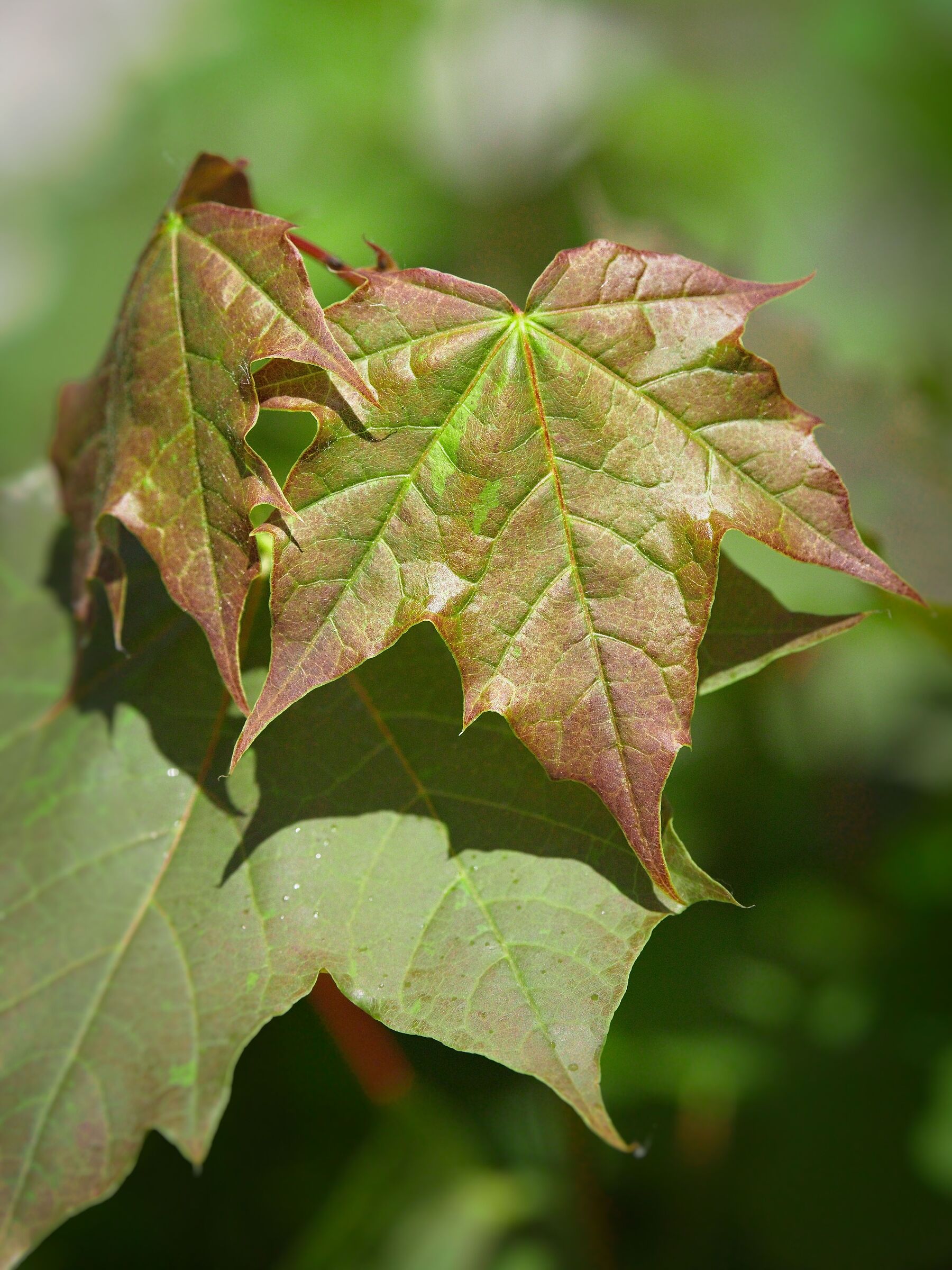 Acer
