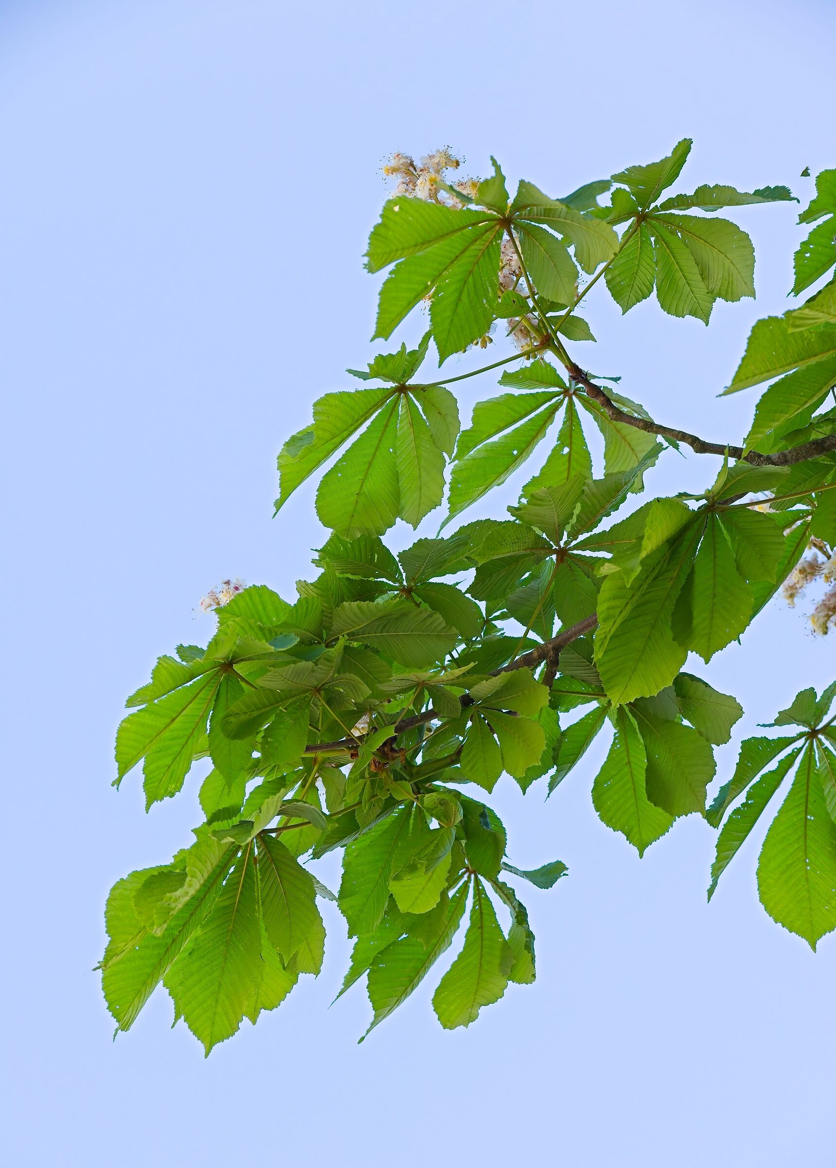 Foliage in spring
