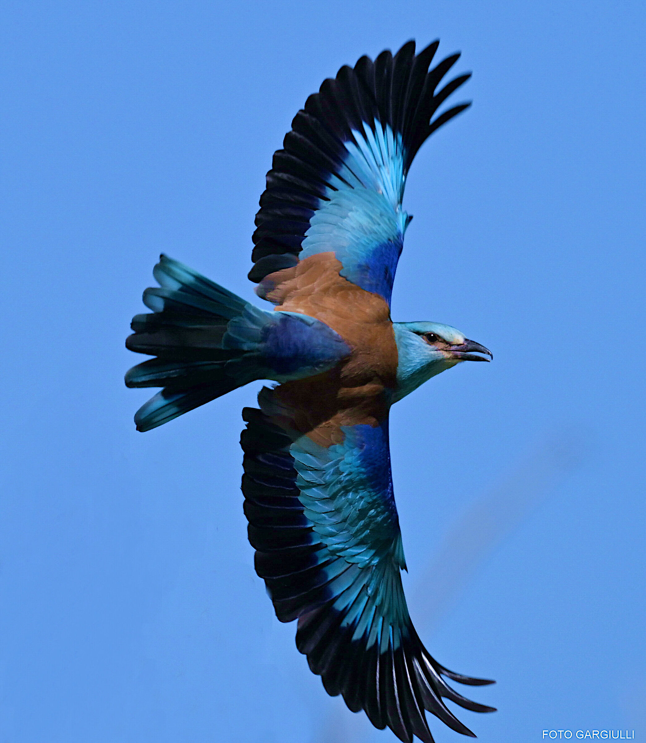 European jay