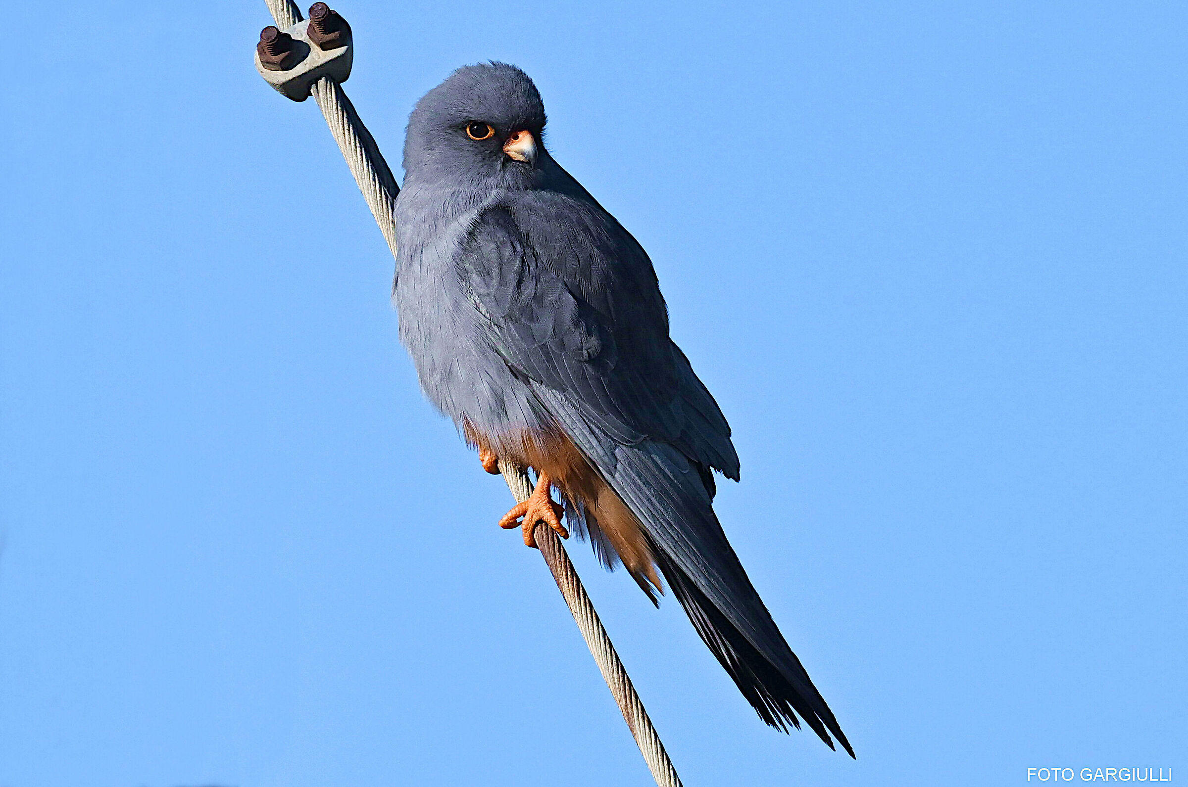 Male Cuckoo Falcon