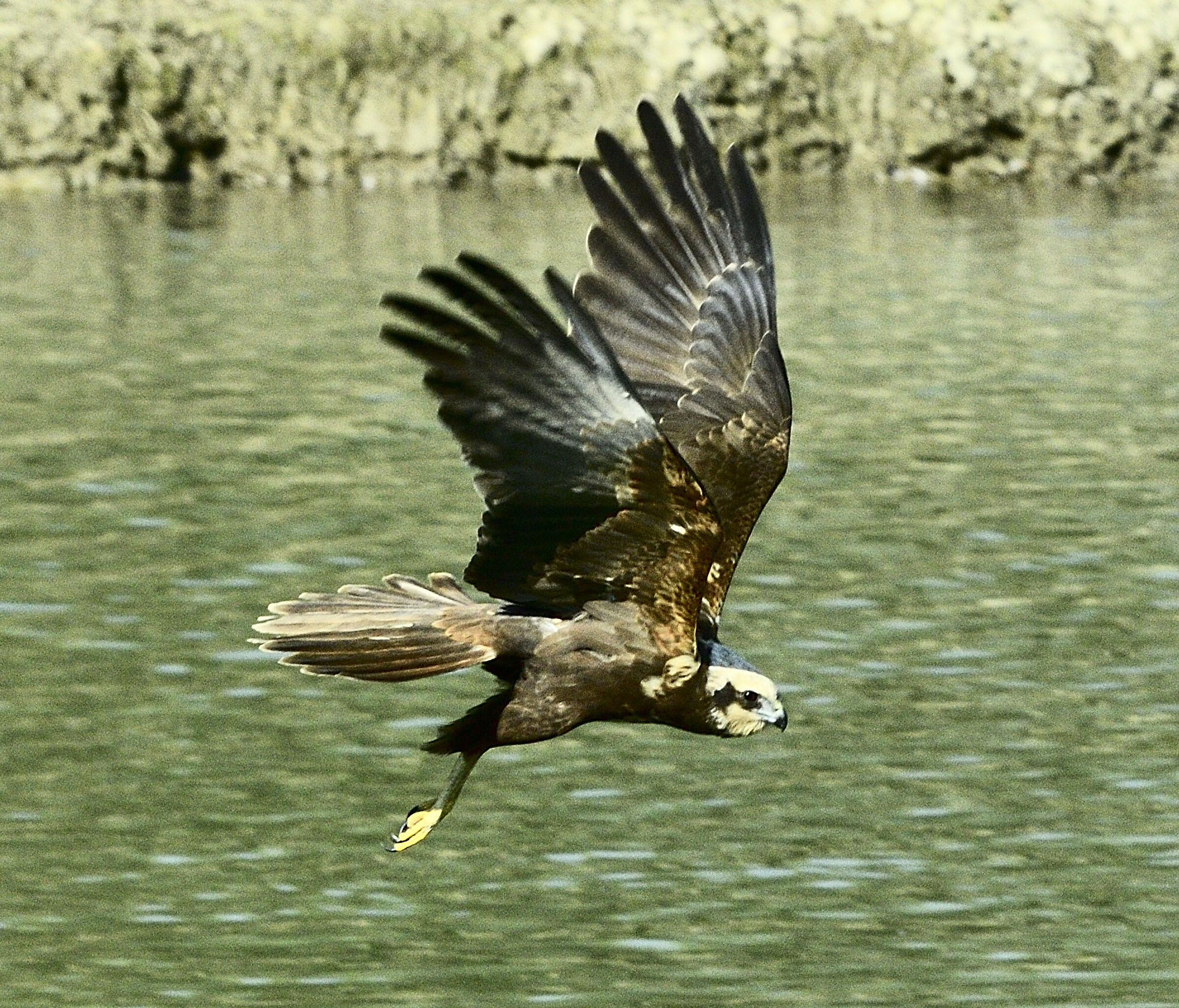 Falco di palude (femmina)