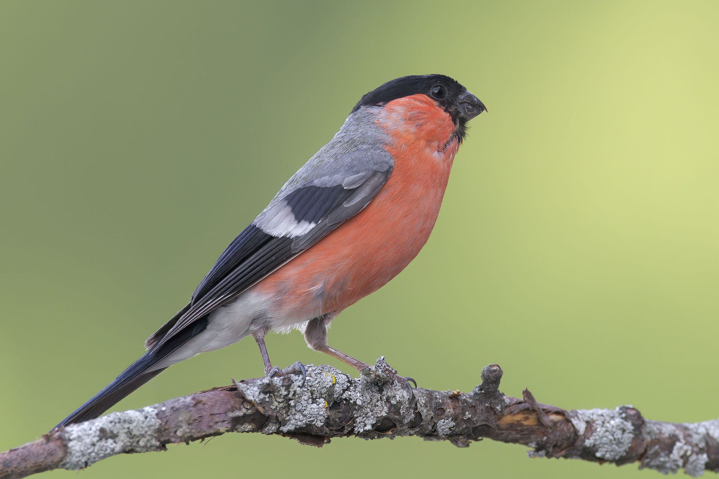 Bullfinch
