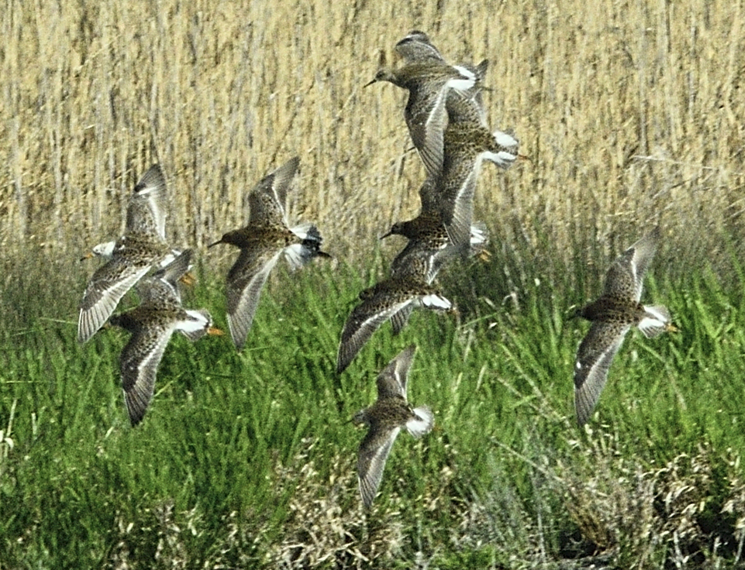 Volo di combattenti