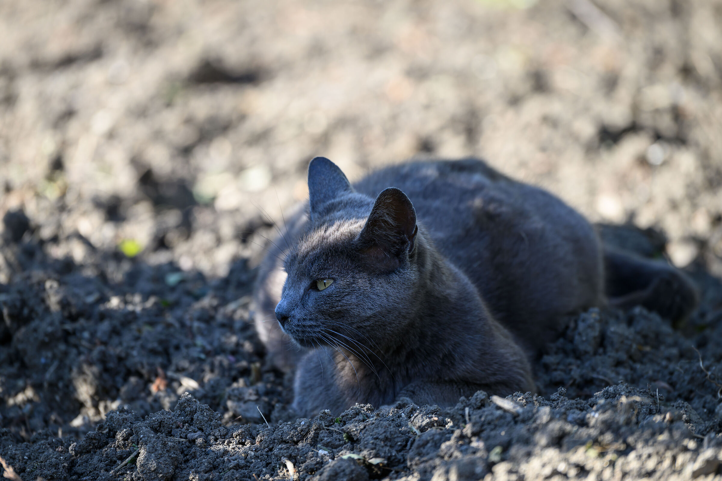 The CAT