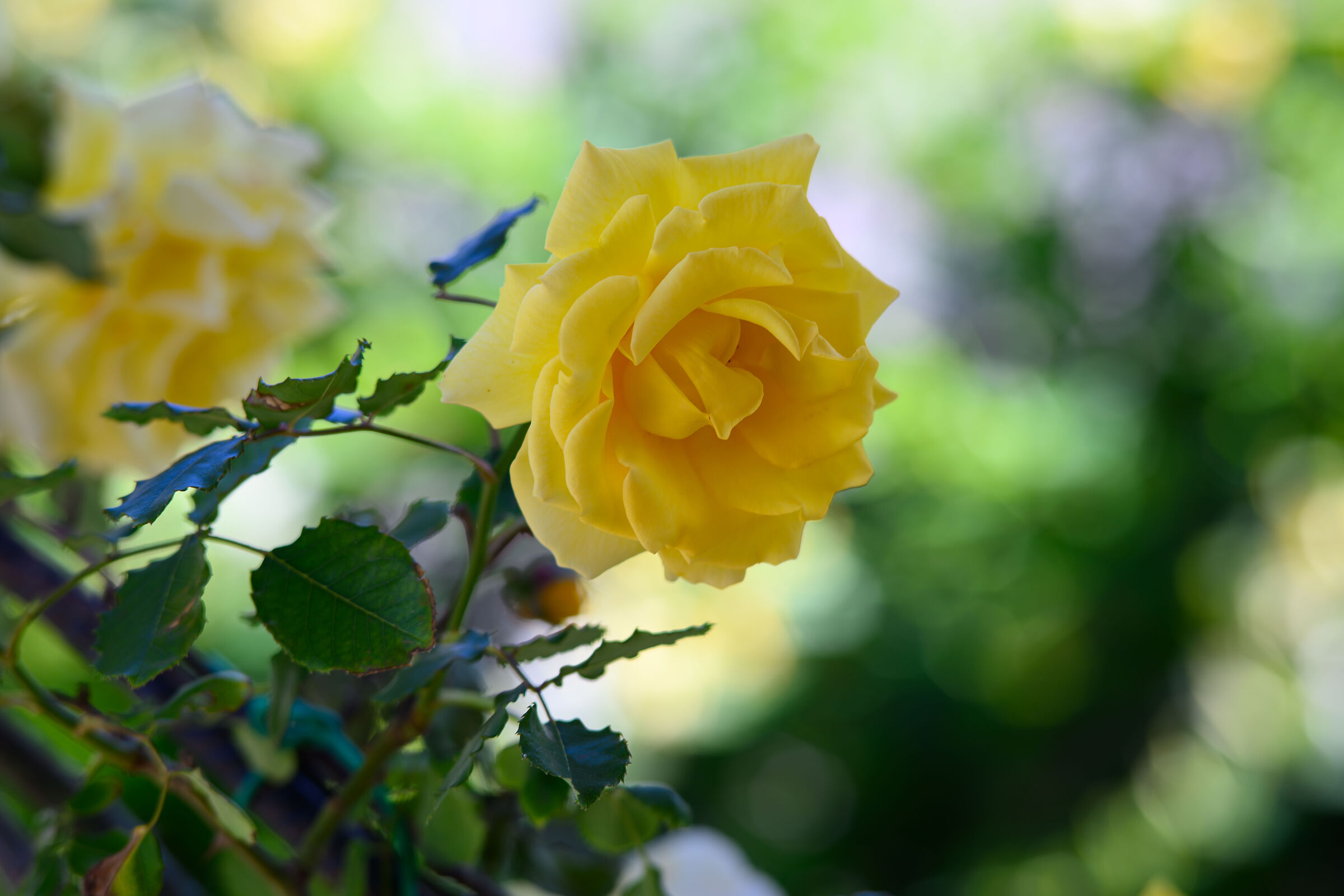 Roses