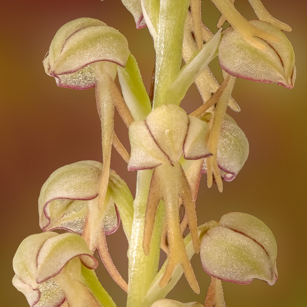 Orchis anthropophora