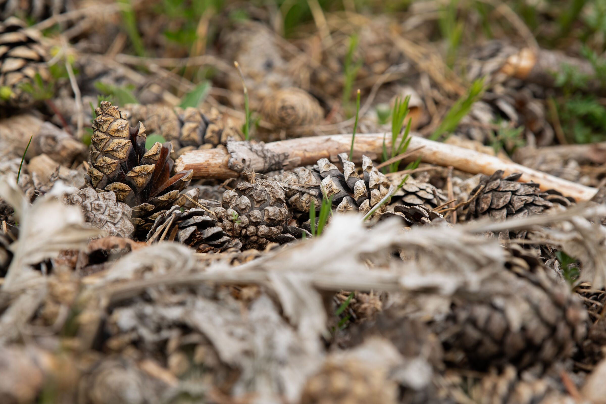 Pine cone pattern
