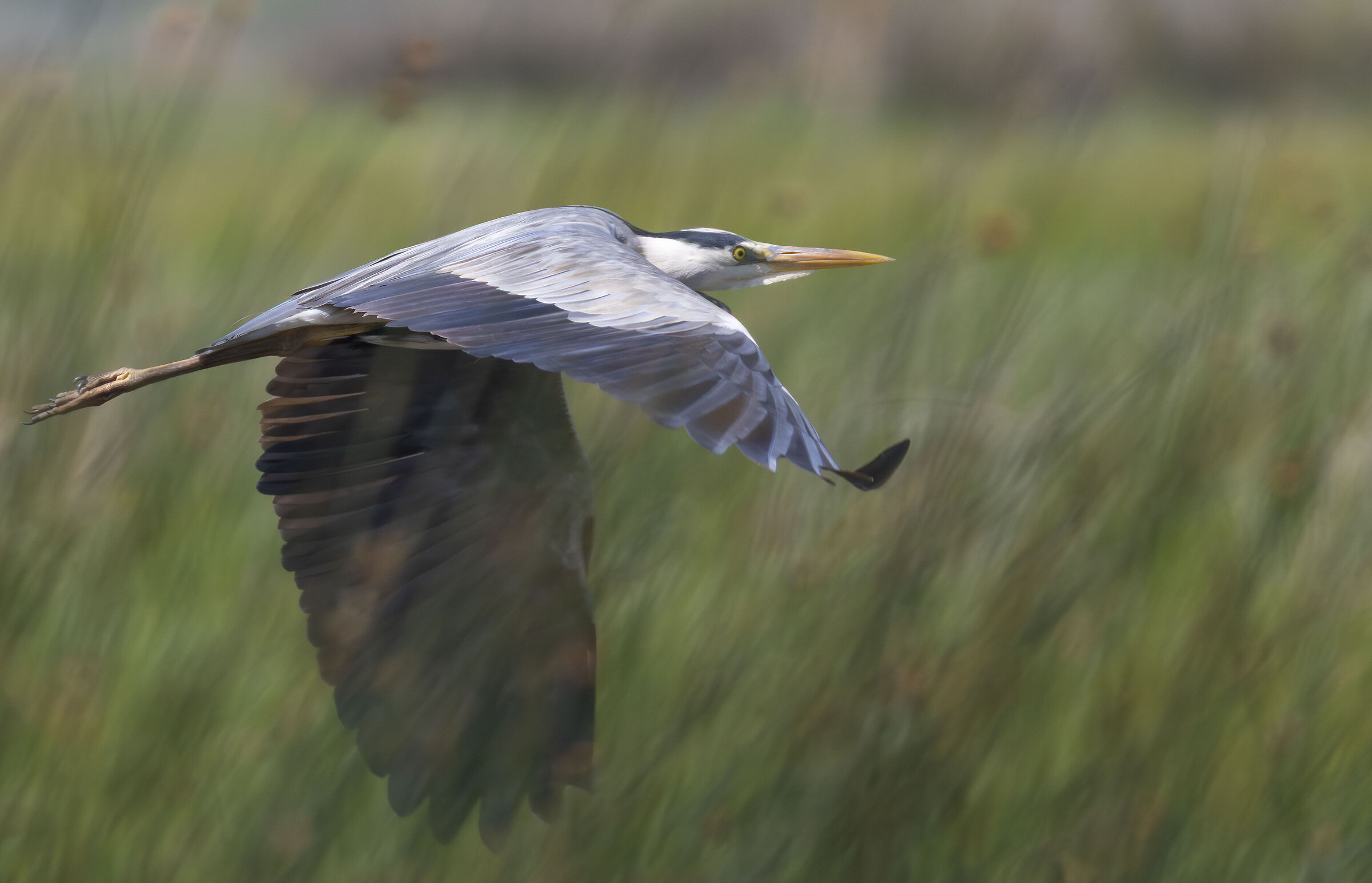 Heron among the rushes
