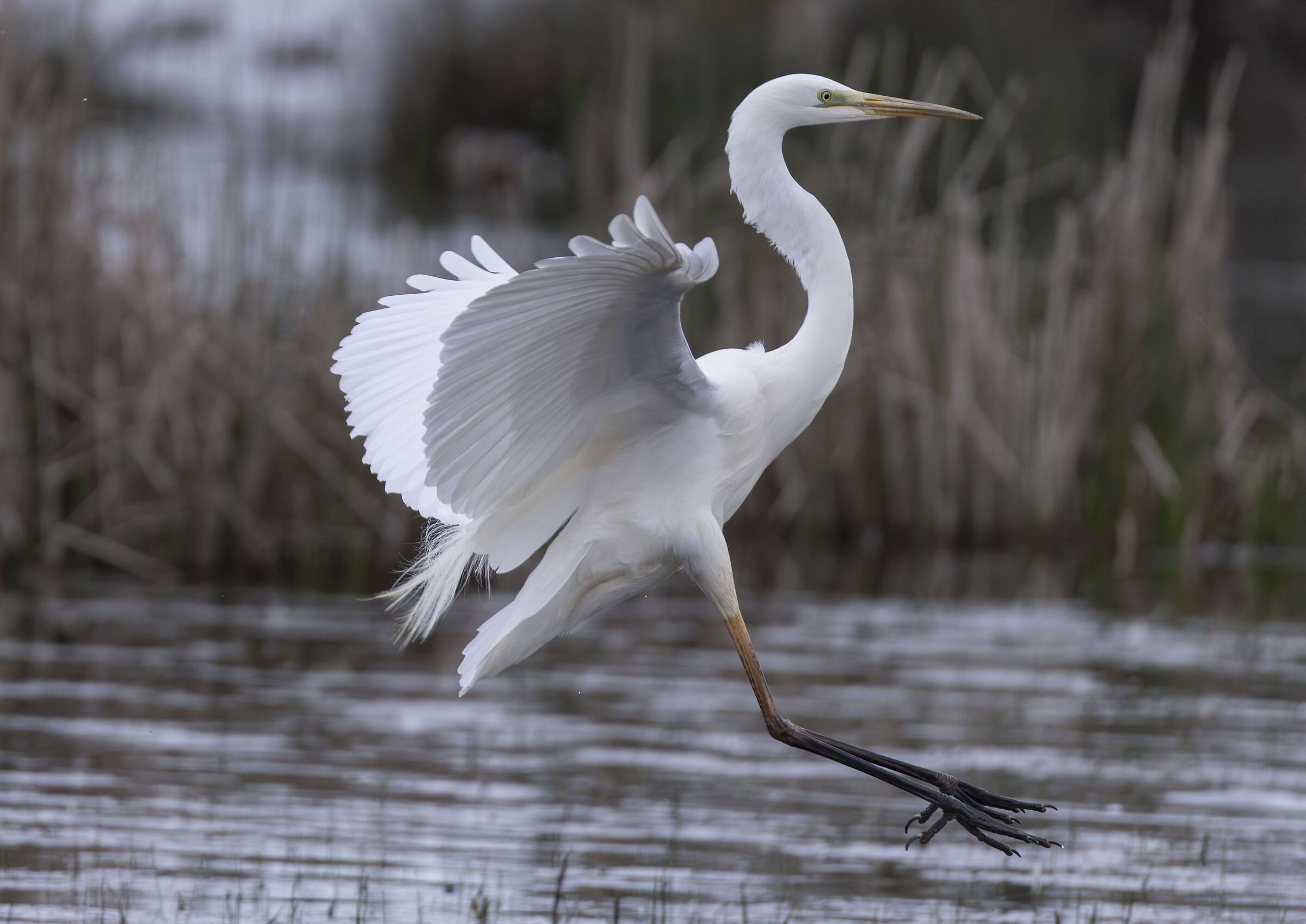 Major Landing