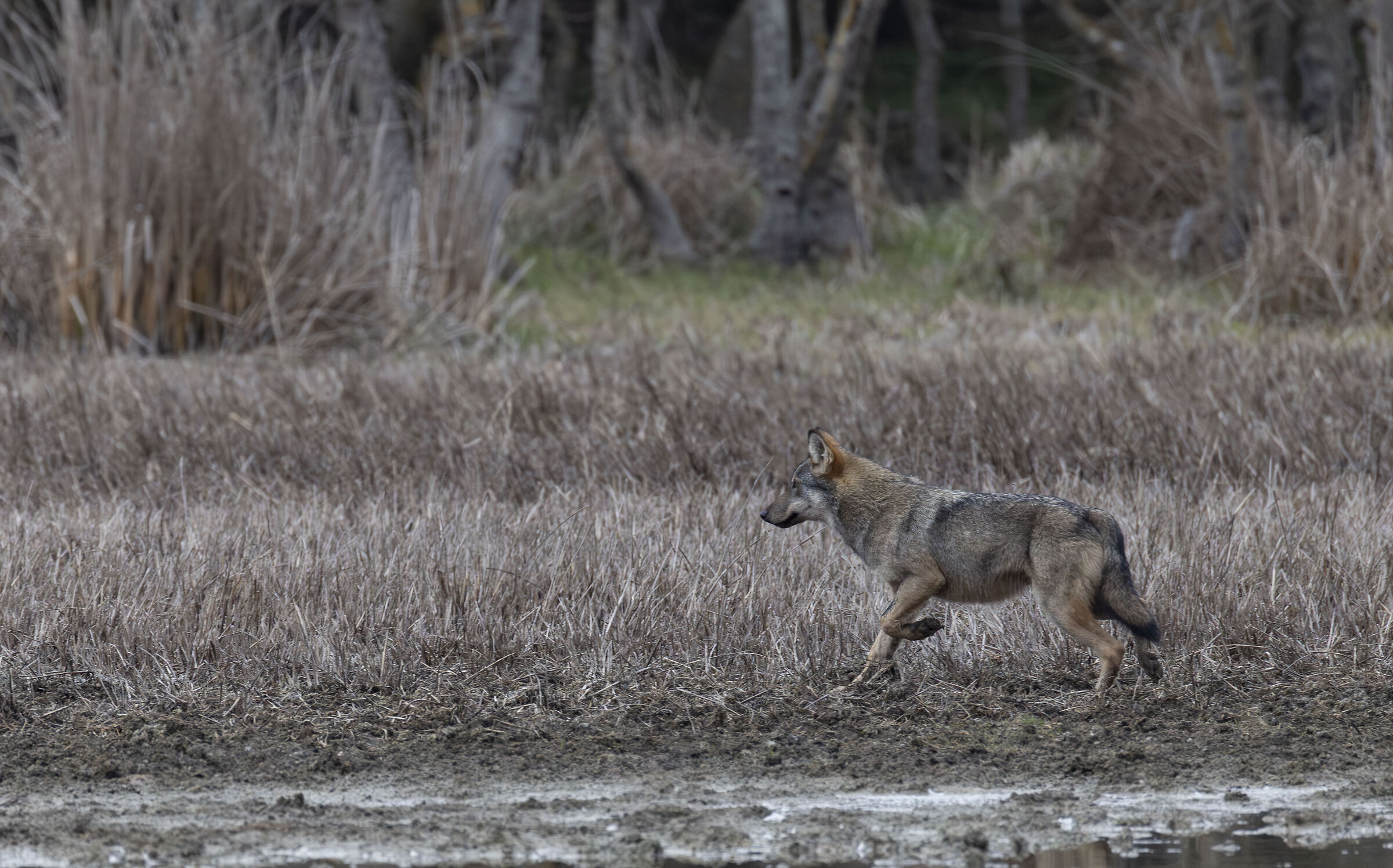 wolf at the tip