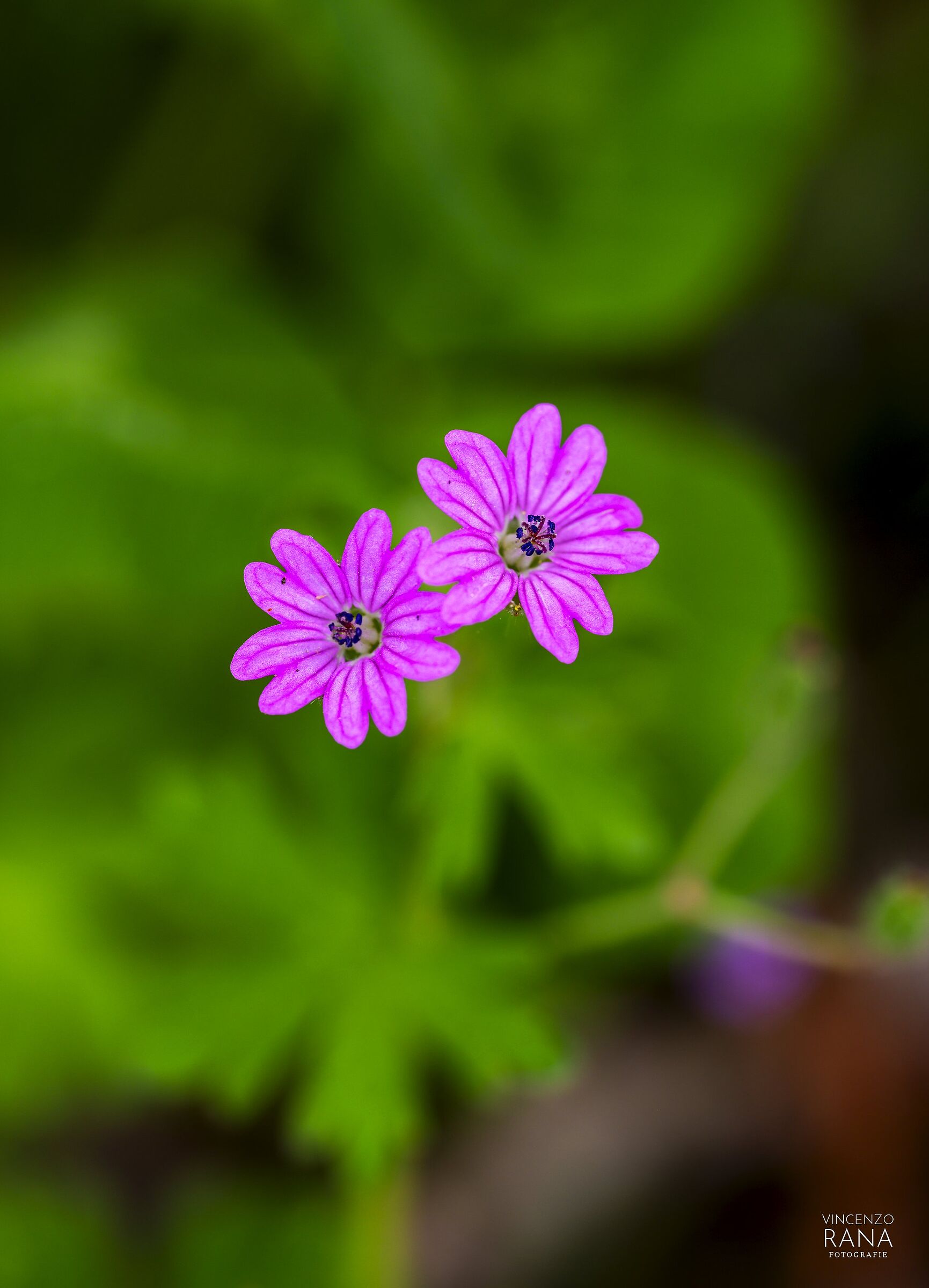 Geranium