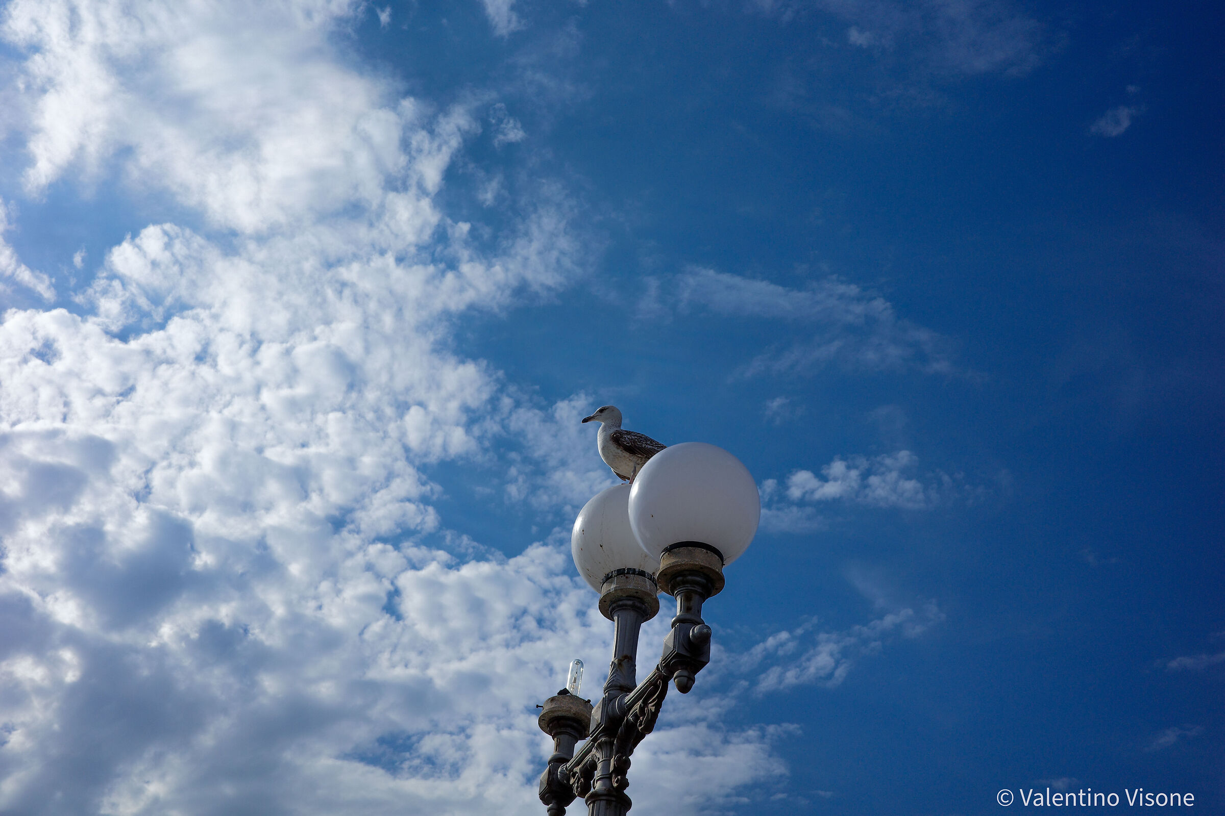 Sea gull