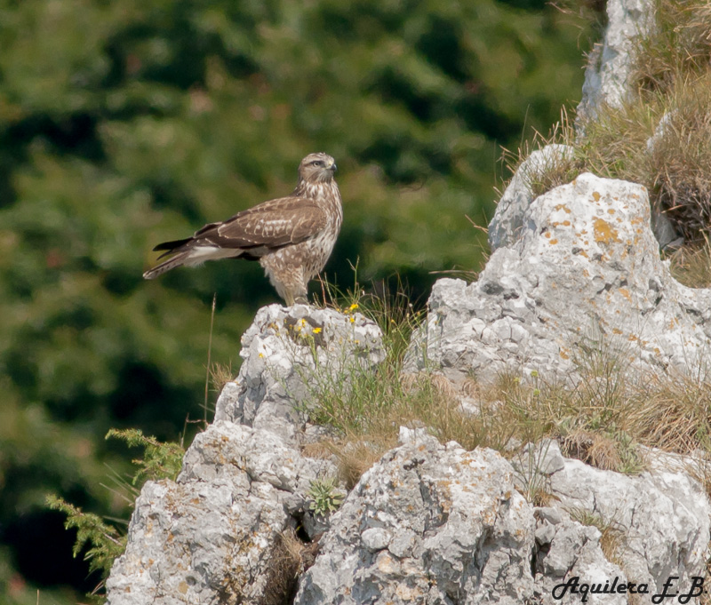 Poiana (Buteo buteo)