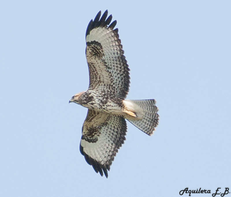 Poiana (Buteo buteo)